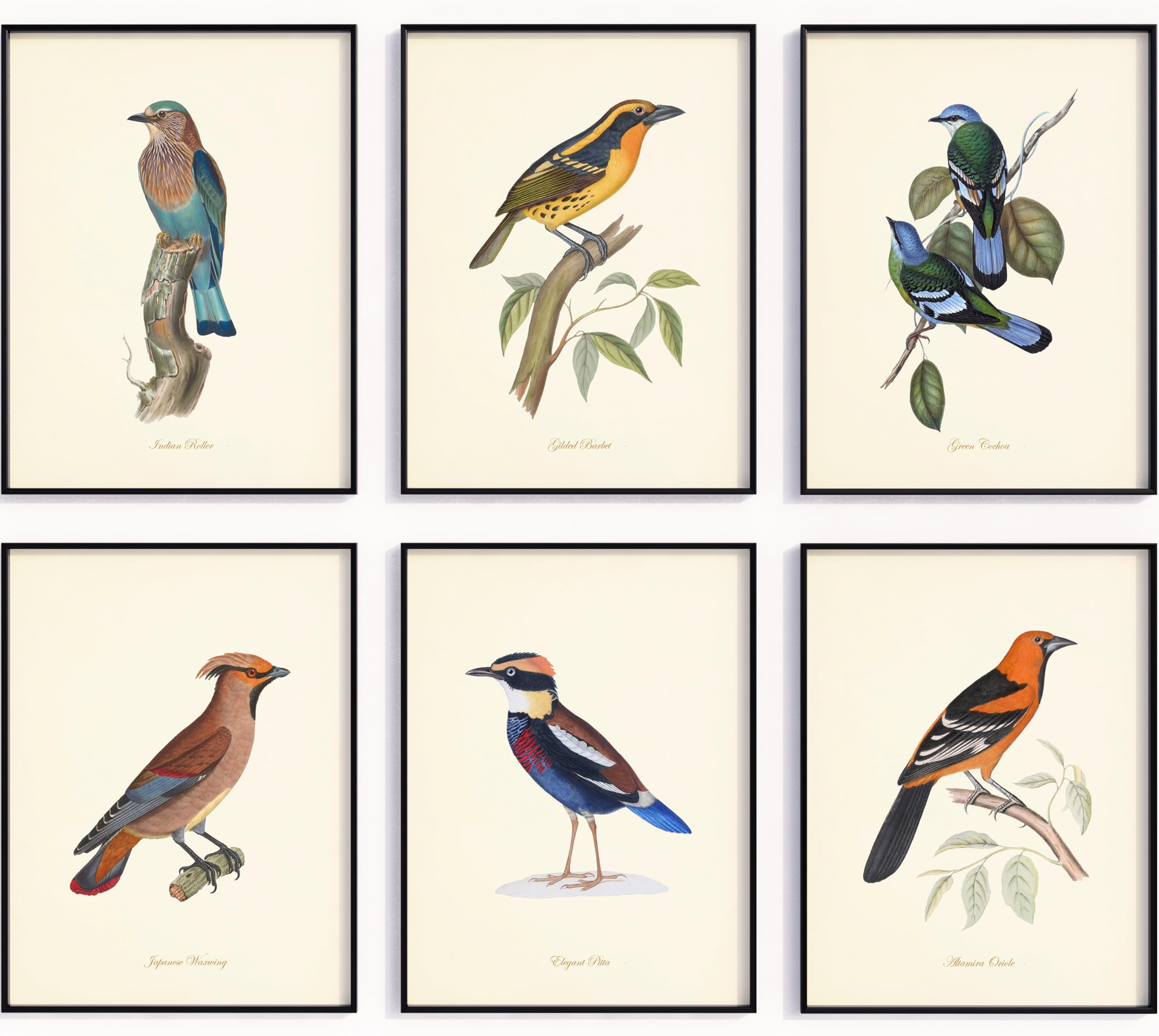 アート・デザイン・音楽 CLASSIC NATURAL HISTORY PRINTS BIRDS Amazon.com: Vintage Bird Wall Art Prints Set of 6 - Audubon