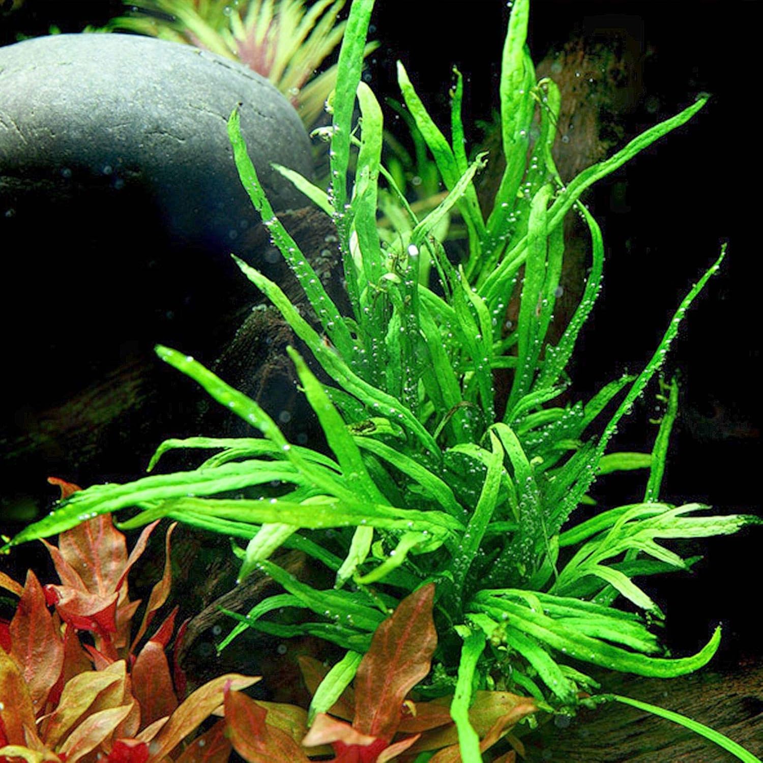 Java Fern Microsorum Bundle - 4 Species of Low Light Aquarium Plants in ...