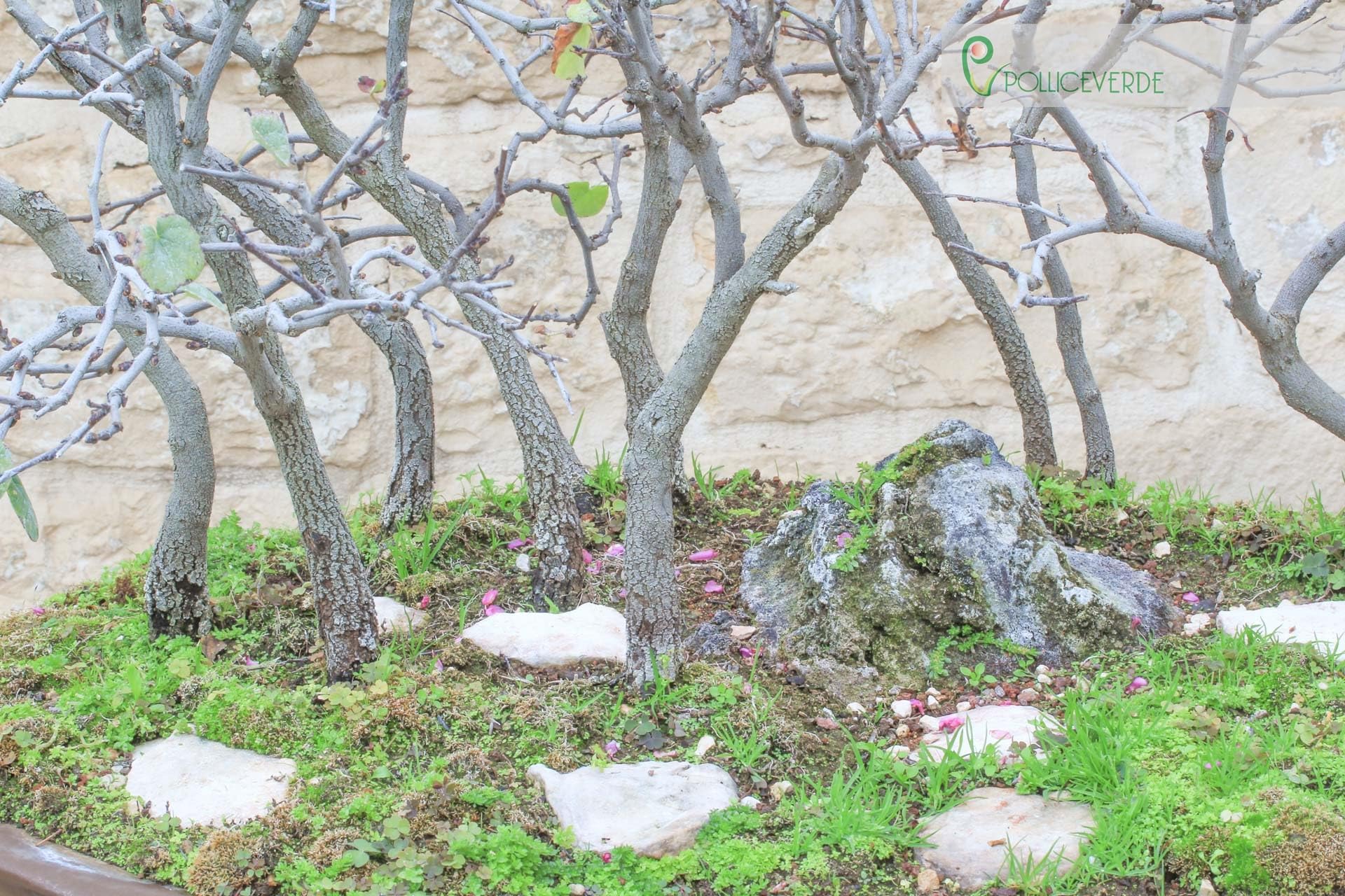 Cercis Grove - Judaszowe drzewo (72)