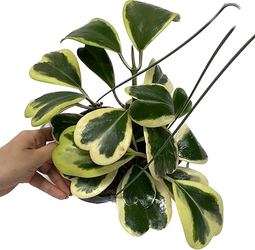 Miniatura 6 de Hoya Kerrii abigarrada, planta de interior viva de Hoya Plants - Planta viva de Hoya Kerrii - Regalo de planta - Planta purificadora de aire (planta