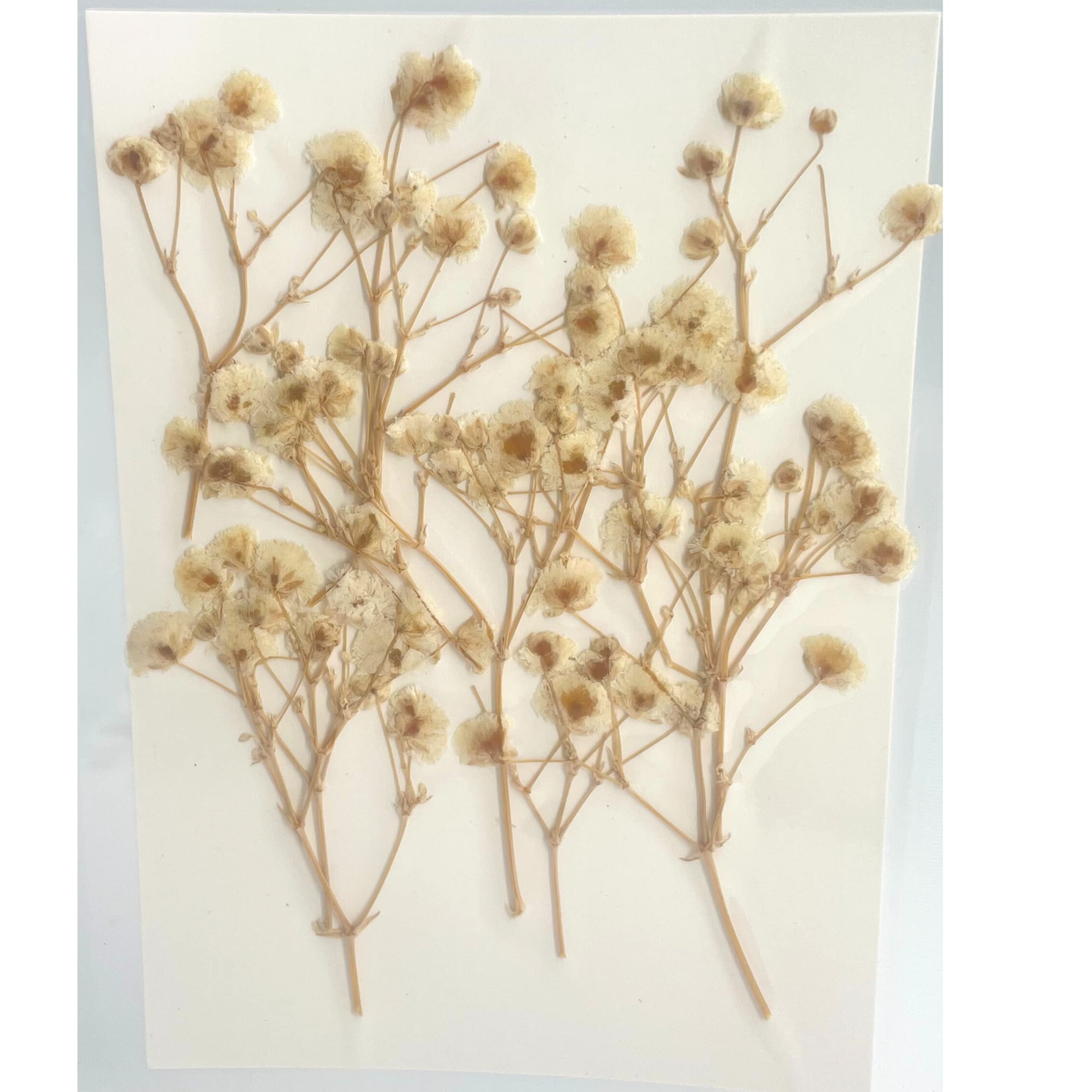 YellowCult Natural Real Dried & Pressed Baby Breaths Flowers for Art Craft - Multicolor for Soap, Candle, Scrapbooking, DIY, Resin Jewelry, Pendant - Baby Breaths Flowers [Luxury White]