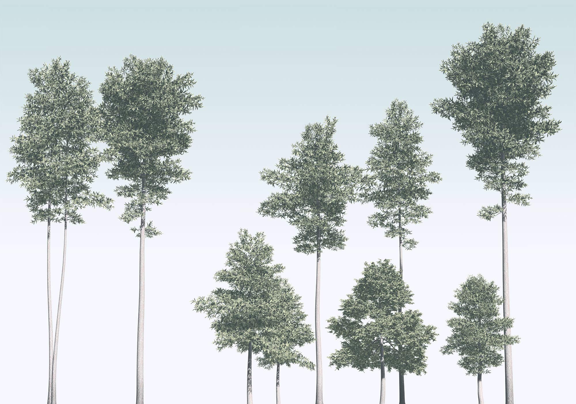 Komar Non-Woven Photo Wallpaper, Pines, Size 400 x 280 cm (Width x Height) - Image 2
