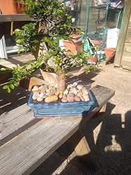 File:Ulmus Parvifolia Bonsai At The BBG, August 2, 2008.jpg - Wikipedia