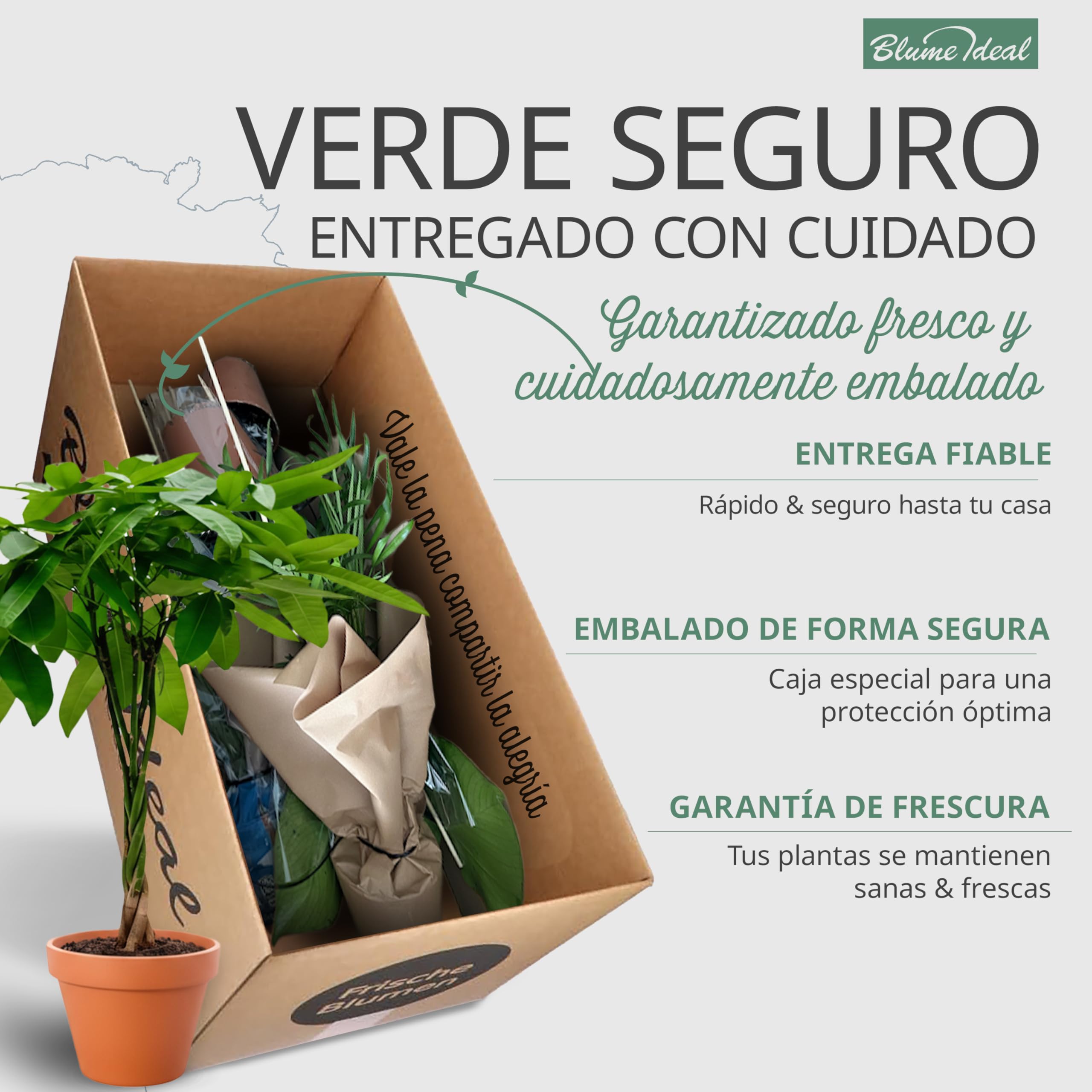 Set de 5 Plantas “Apto para Mascotas”, +/- 30–60 cm, ø 12–15 cm maceta, Palmera de Salón, Planta de Plátano, Palmera Areca, Árbol del Dinero, Calatea, no tóxico y apto para mascotas — view 6