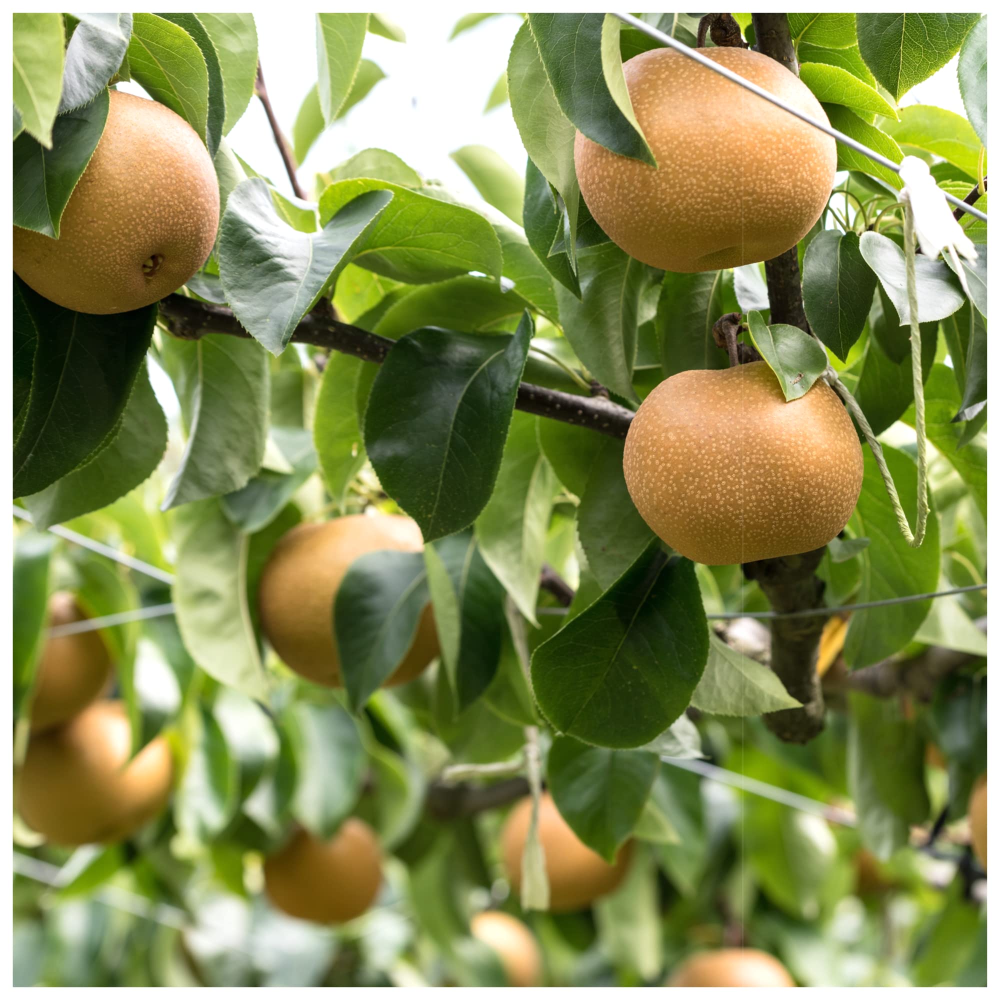 Egremont Russet Apple Tree 4-5ft Tall in 6L Pot, Self-Fertile,Ready to Fruit,Hardy & Vigorous 3fatpigs®