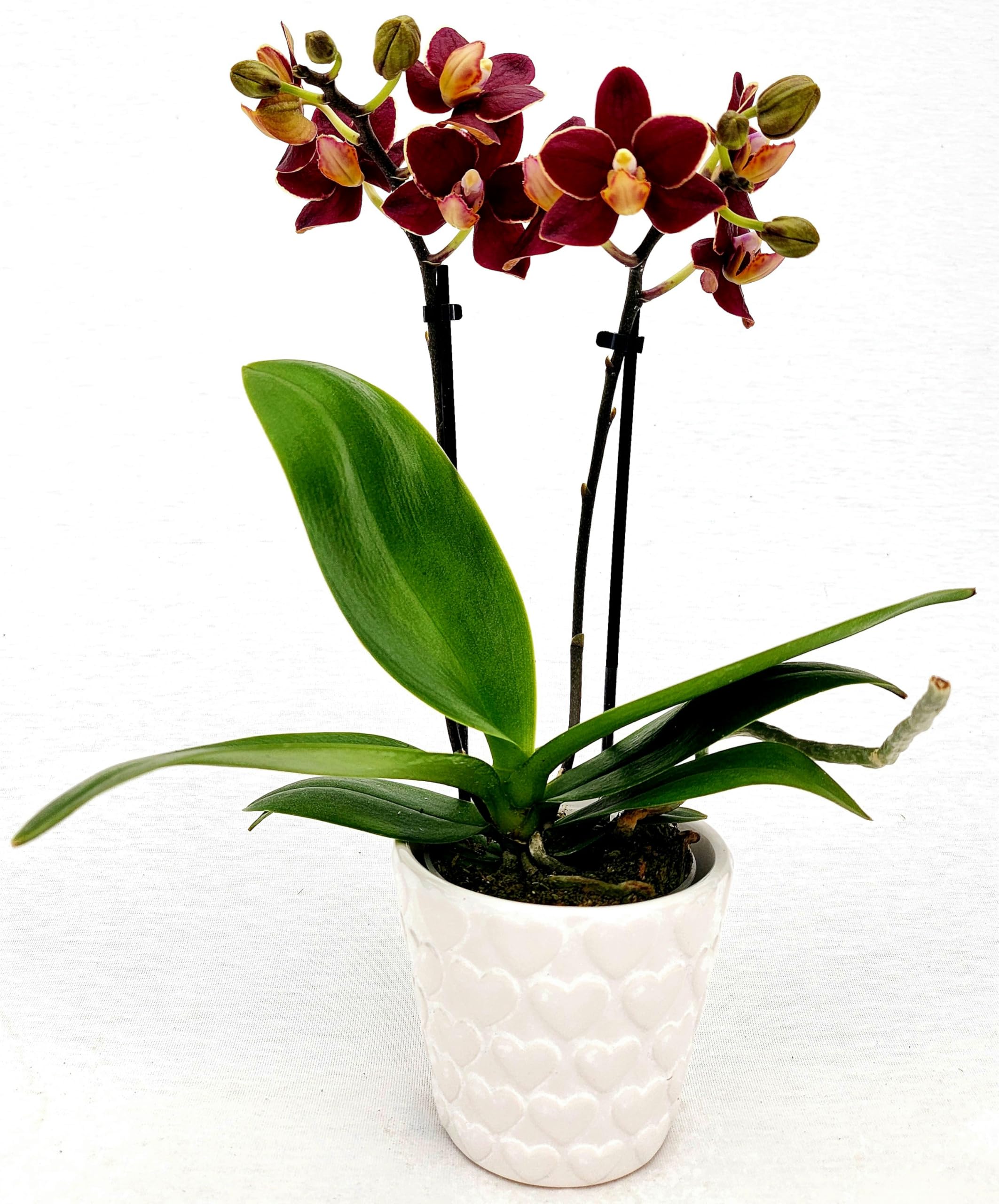POWERS TO FLOWERS - PHILODENDRON OBLIQUA MINI, IN VASO CERAMICA CUORI