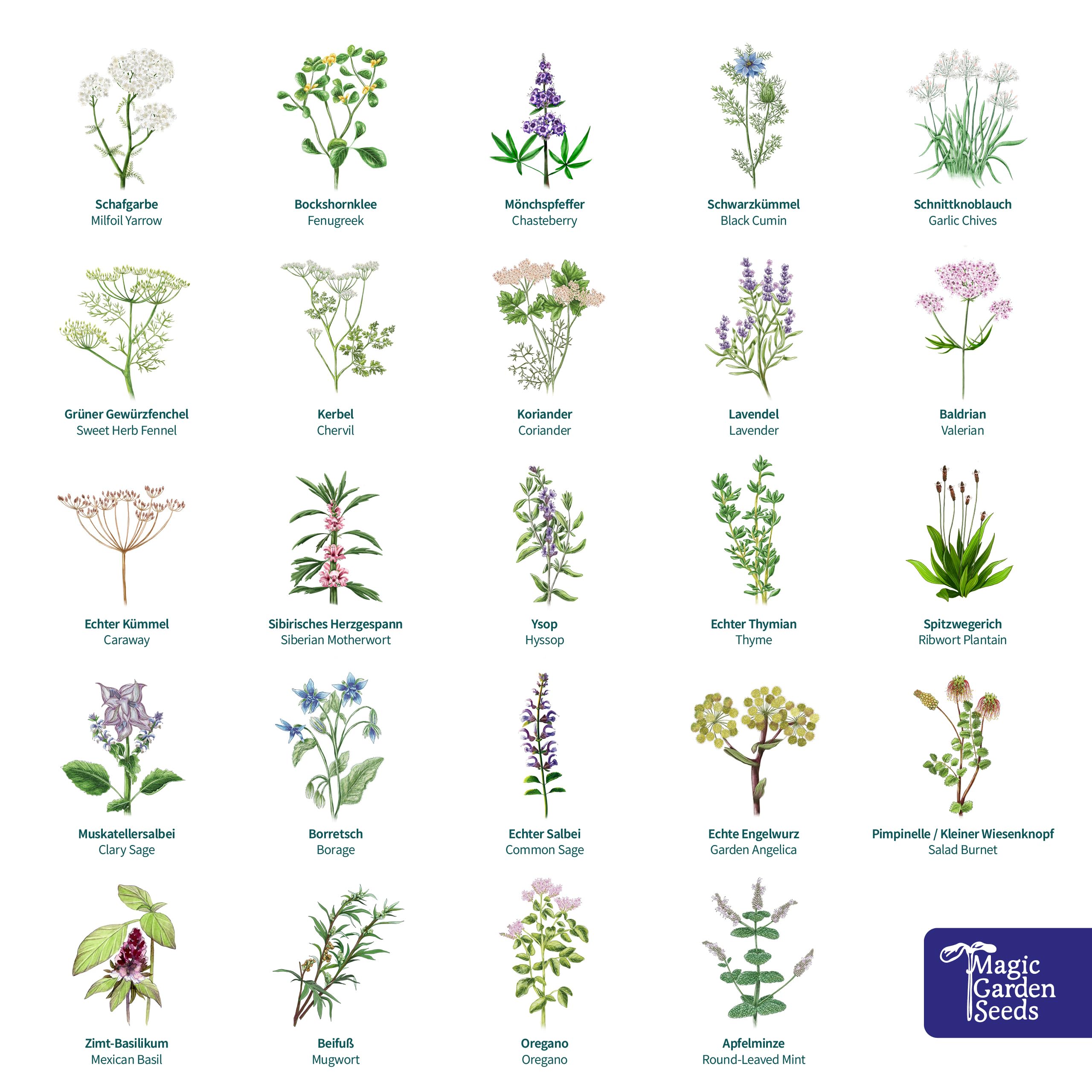 Magic Garden Seeds Bio-Saatgut-Adventskalender Wundersame Kräuterwelt | 24 Samentütchen mit samenfestem Bio-Kräutersaatgut • Küchen-, Tee-, Wild- und Heilkräuter • Poster und Aussaatkalender