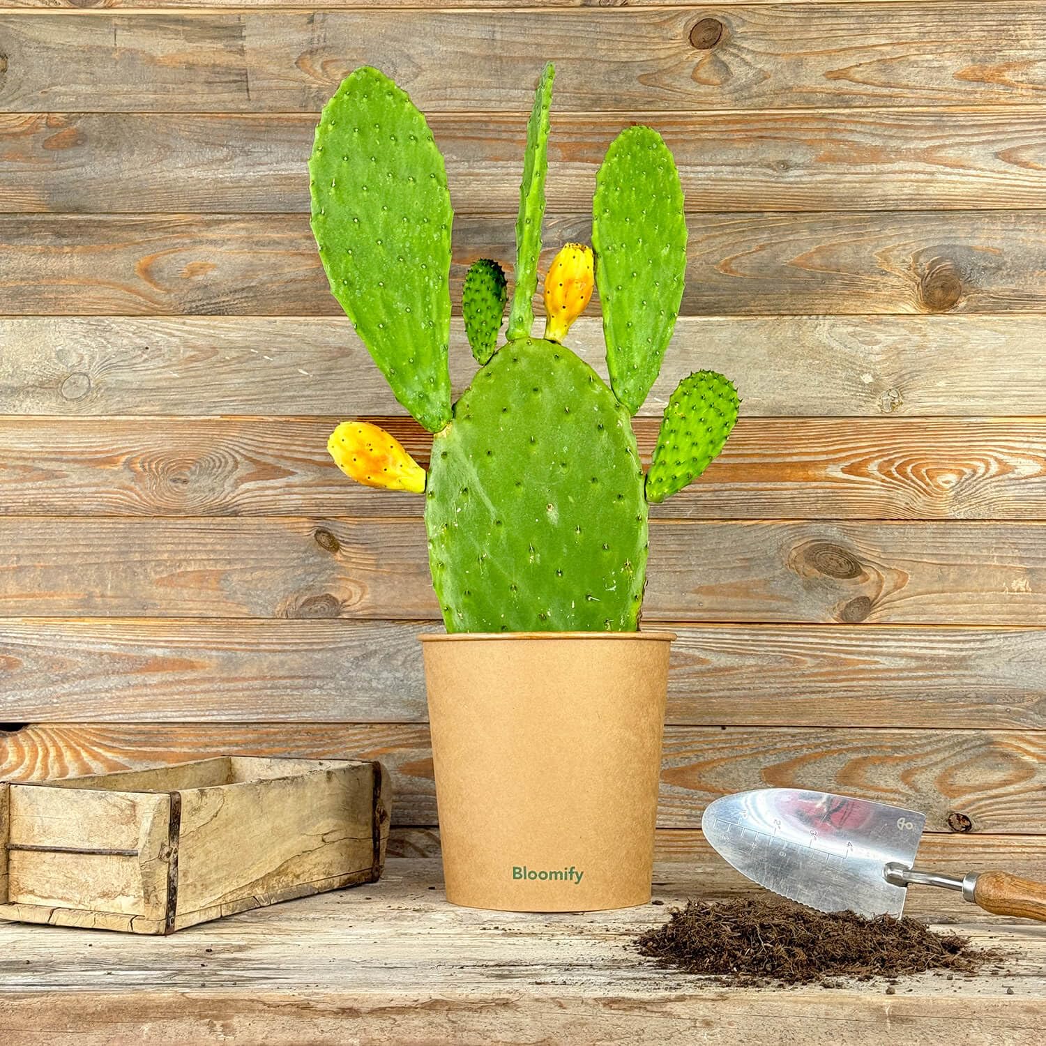 Bloomify® Feigenkaktus Pflanze "Kalle" | 40-70 cm hohe Kaktusfeige | pflegeleichter Nopal Kaktus für Kübel oder als Zimmerpflanze | süße Früchte & schöne Blüten