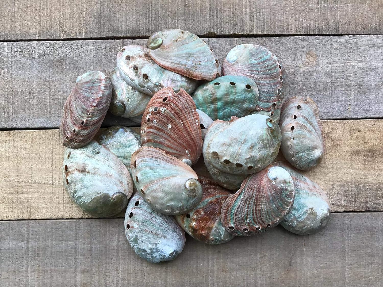 | Natural Red Abalone | 3" - 4" | Set of 10