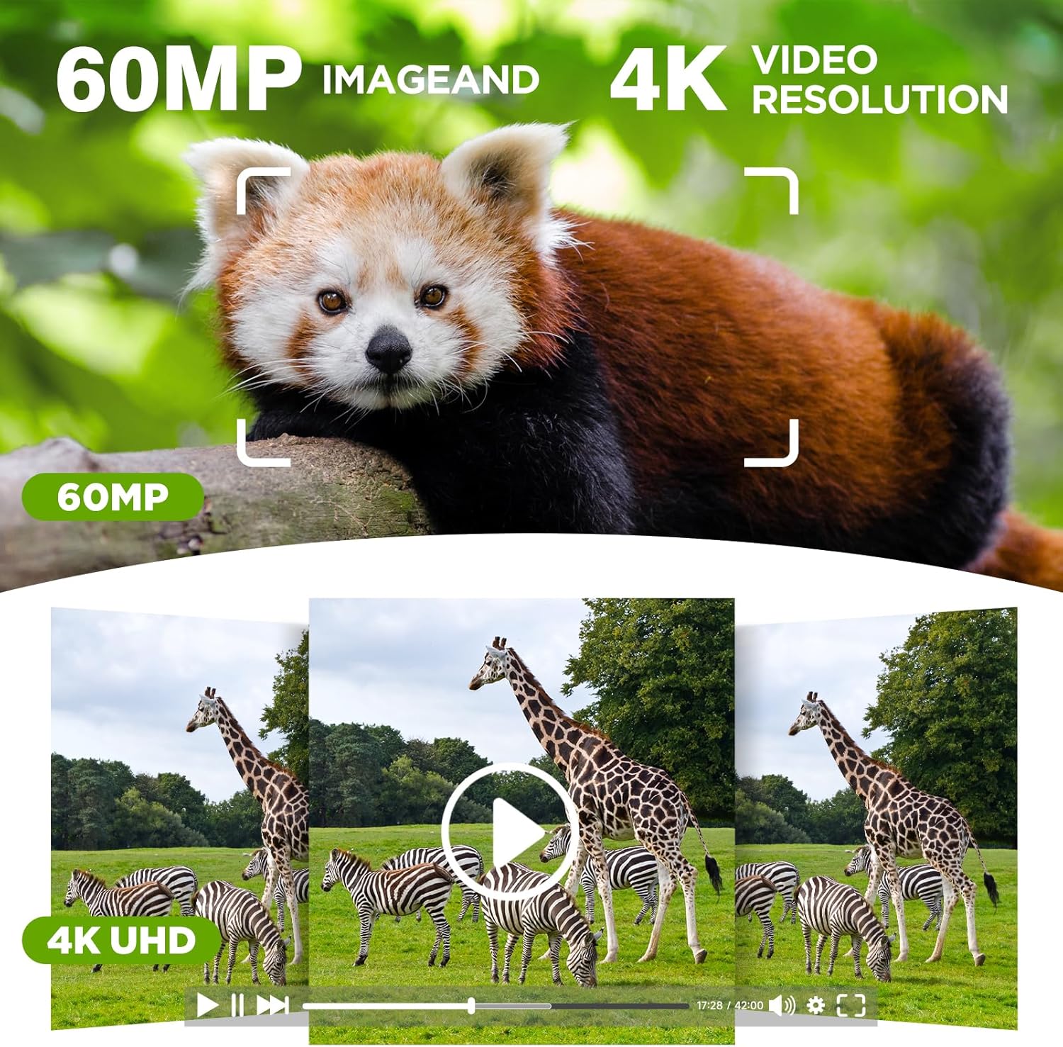 60MP image and 4K video resolution capabilities of the trail camera, showing a red panda and zebras.