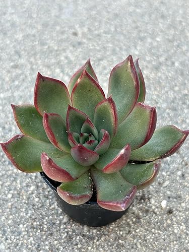 Miniatura 5 de Echeveria Agavoides - Planta suculenta viva, verde con bordes rojos, maceta de 2 pulgadas, totalmente enraizada para decoración del hogar y la