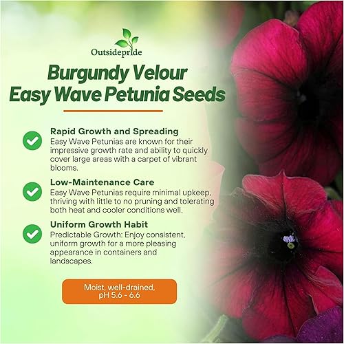 Miniatura 3 de Outsidepride Semillas de petunia de terciopelo burdeos Easy Wave  15 unidades. Semillas de flores anuales, compactas y extendidas para plantar