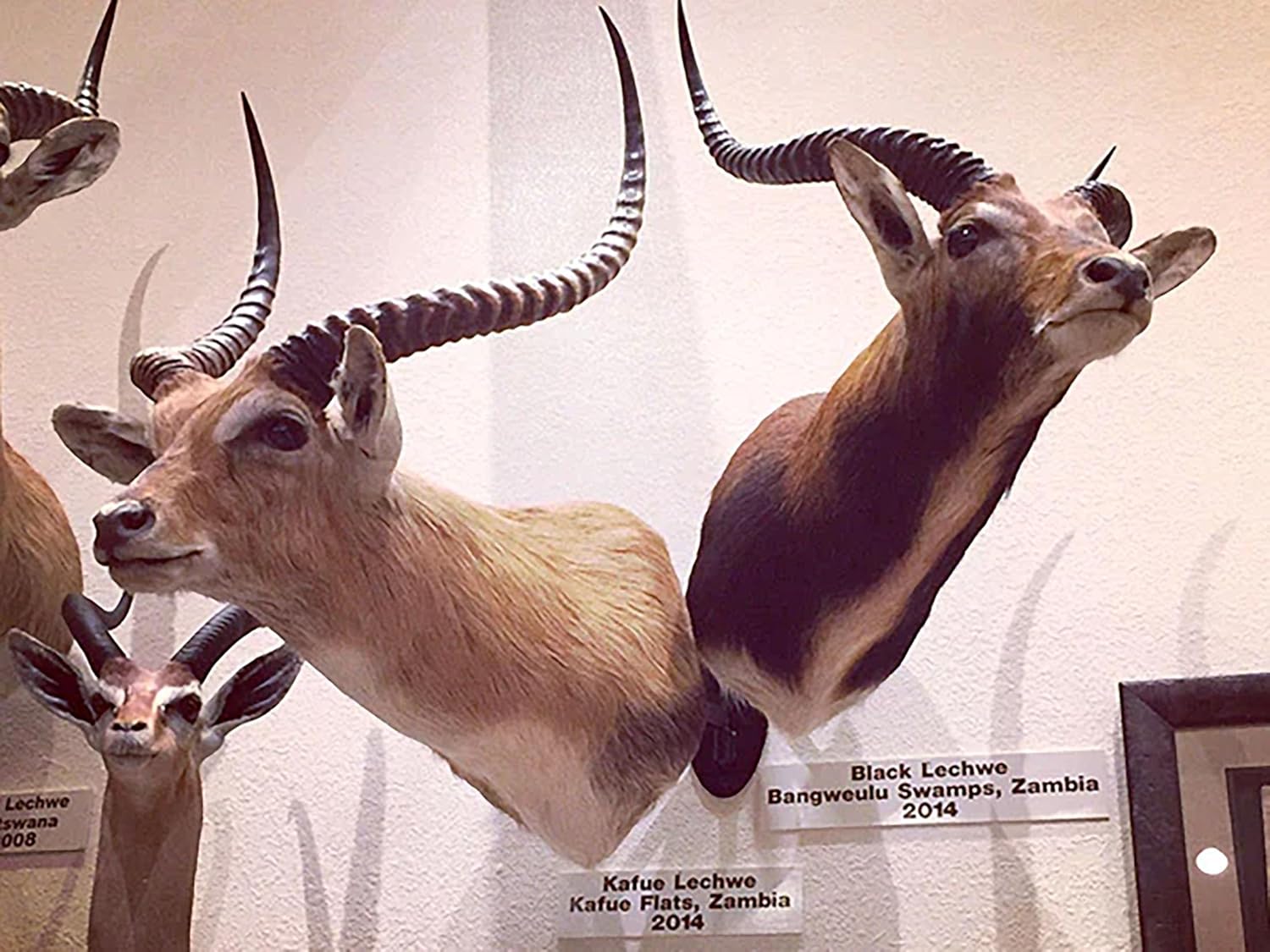 Double System Trophy Wall Mount