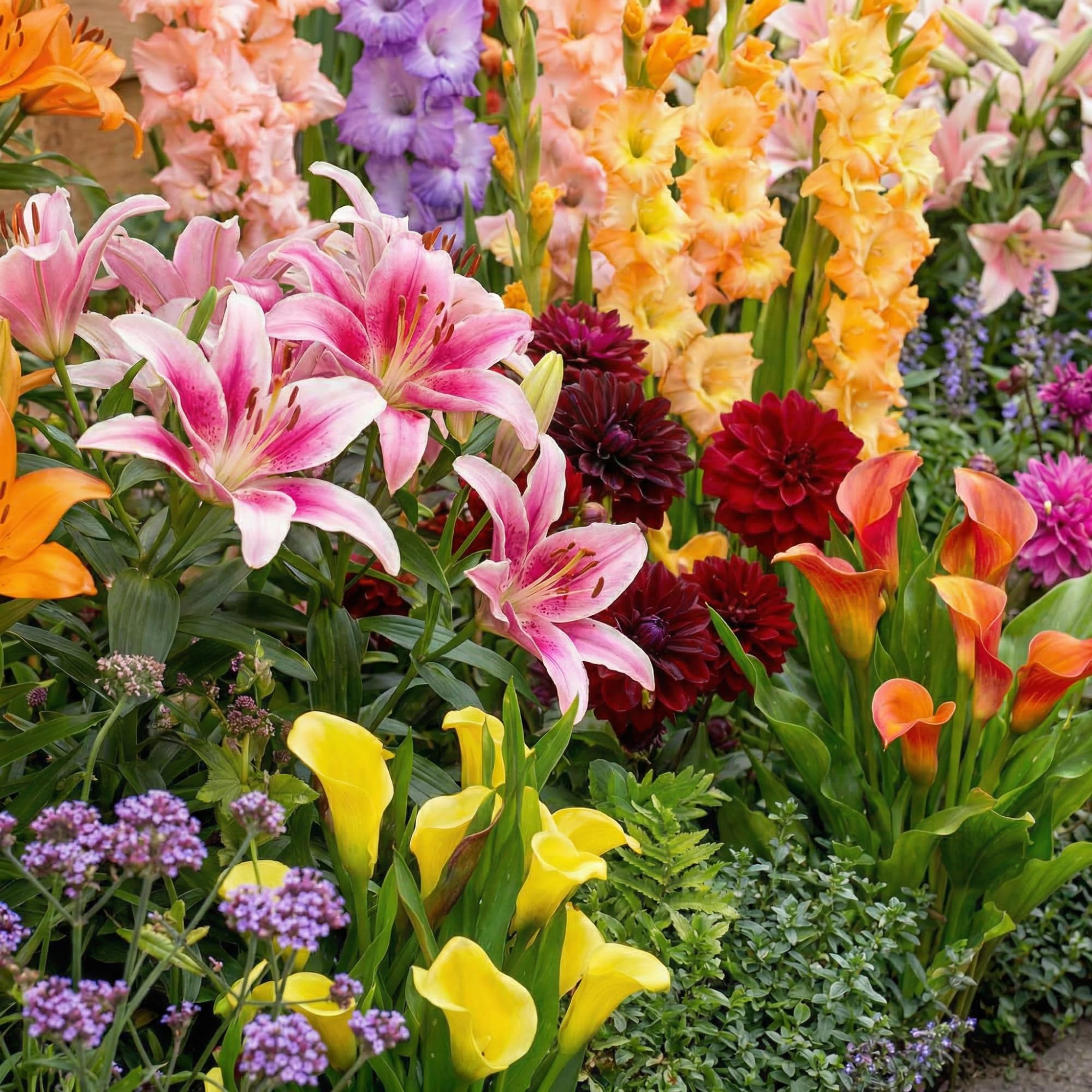 Bulbes de fleurs pour jardin d'été : créez un massif naturel et vivace de 50 bulbes