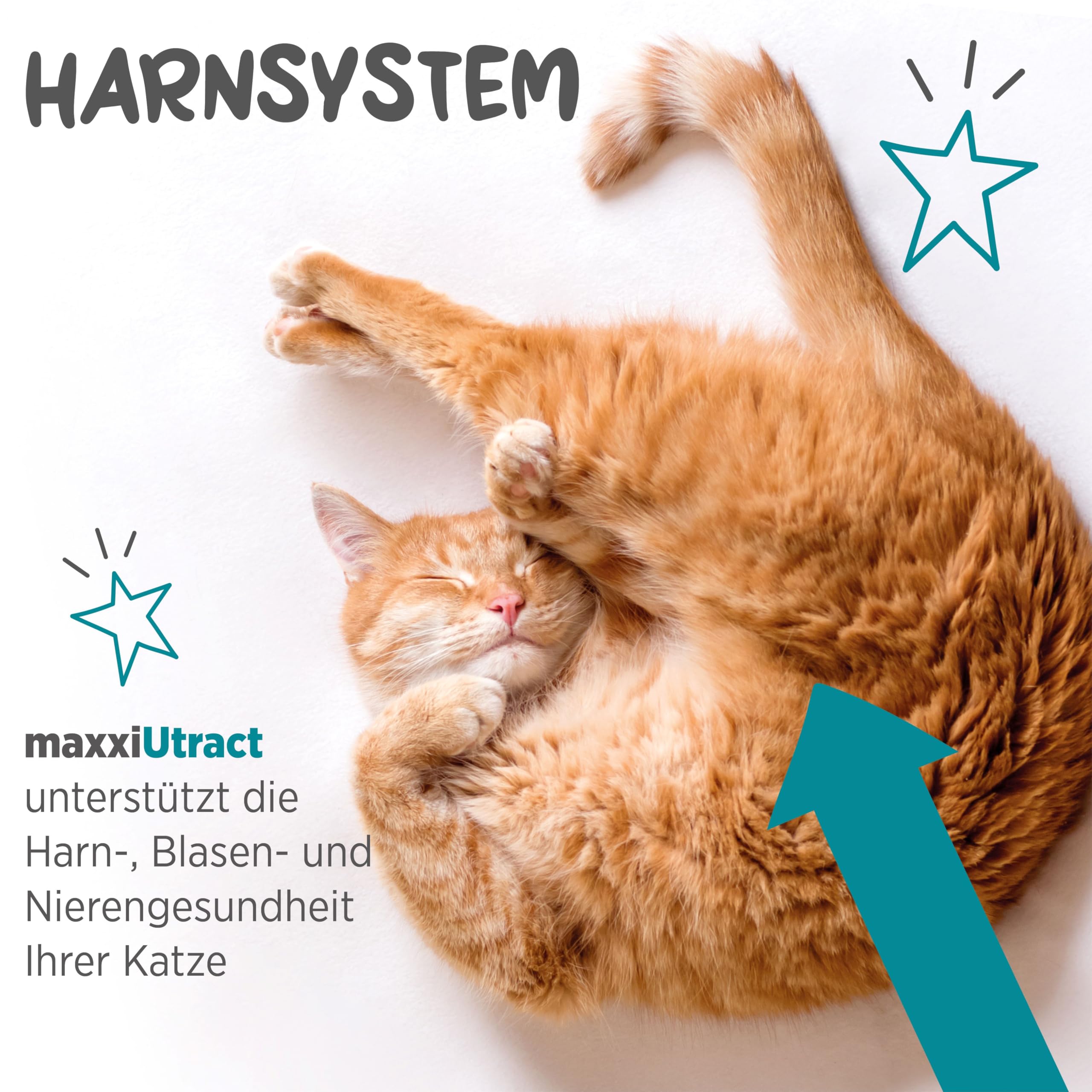 maxxipaws maxxiUtract Harnwegs- und Blasenunterstützung - Nahrungsergänzungsmittel in Pulverform für Katzen, 90g