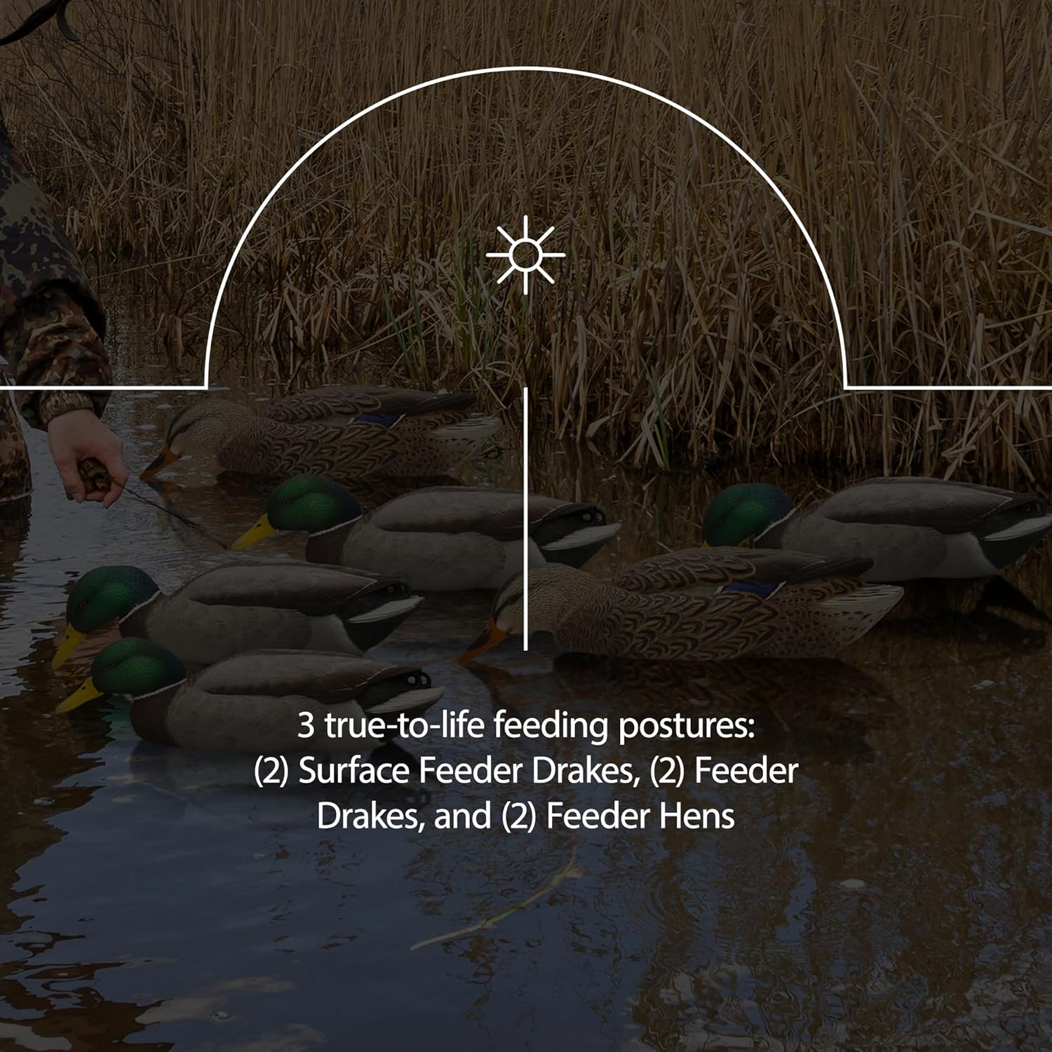 Avian-X Topflight Realistic Floating Fusion Mallards with Rugged Design and Topflight Backwater Mallards Ultra Realistic Floating Decoys