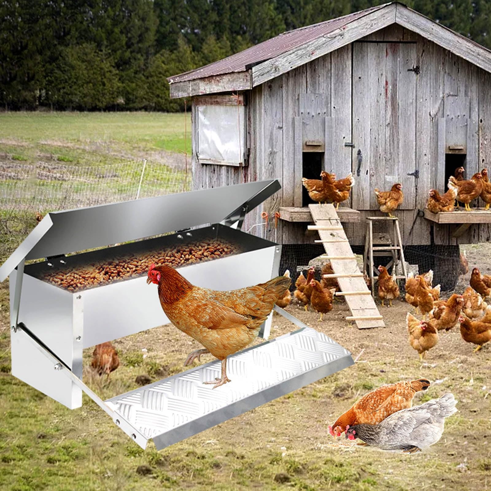 Comedero AutomáTico para Pollos Comedero para Gallinas Capacidad de 5 Kg Comedero Gallinas Dispensador Acero Inoxidable Comida para Pollos para Aves de Corral A Prueba de La Intemperie