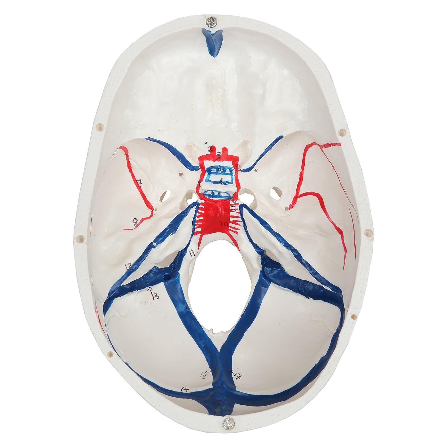 Axis Scientific 3-Part Human Skull Model with Blood Vessels | Life Size Plastic Skull Shows Arteries and Sinuses is Molded from a Real Human Skull | Includes Detailed Product Manual