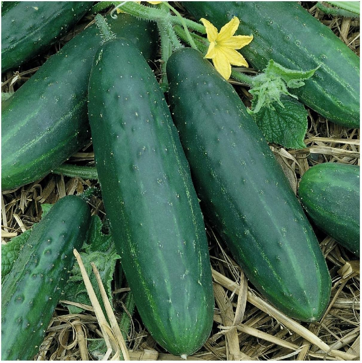 Everwilde Farms - 1 Lb Spacemaster Cucumber Seeds - Gold Vault