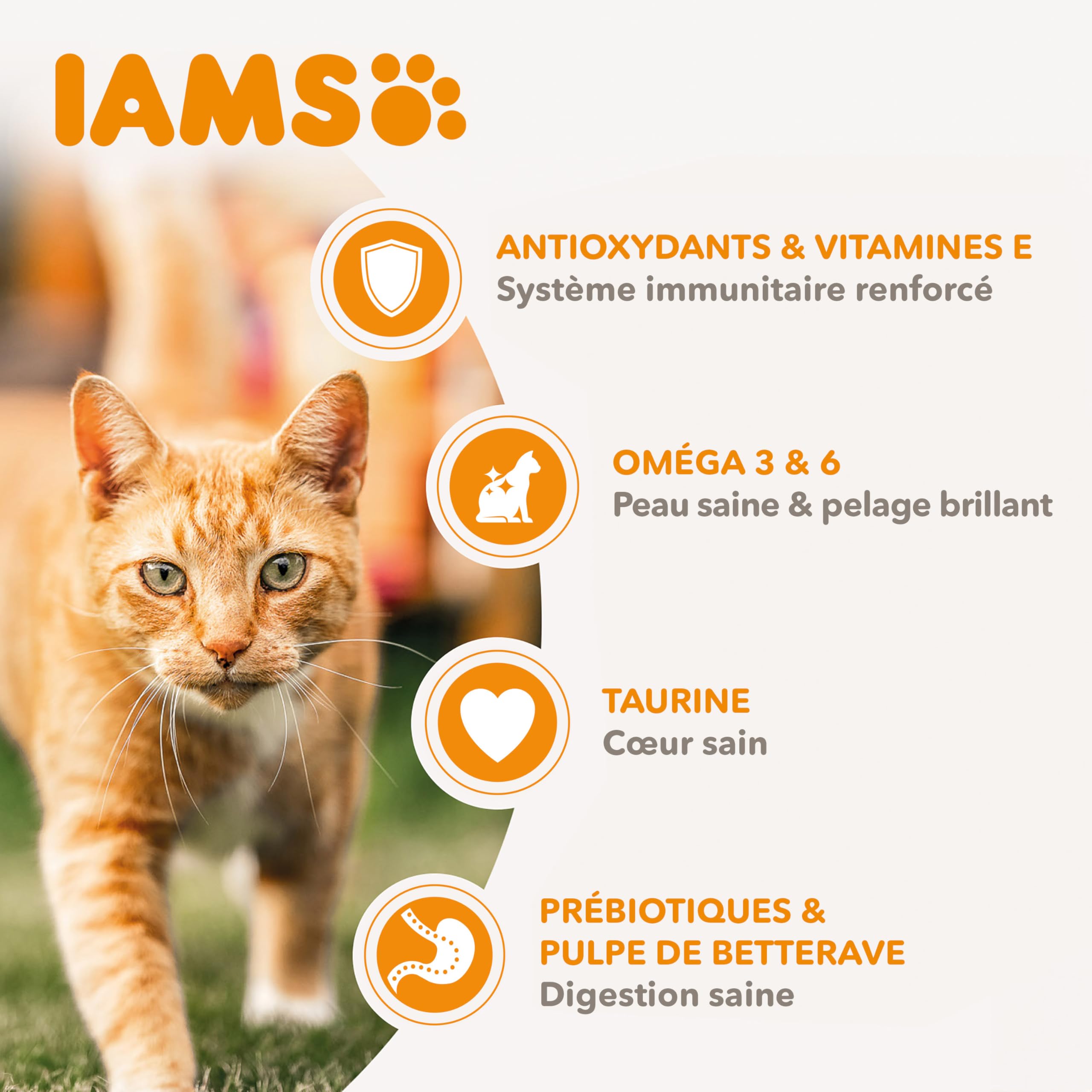 IAMS Croquette au Saumon pour Chat Adulte 3 kg