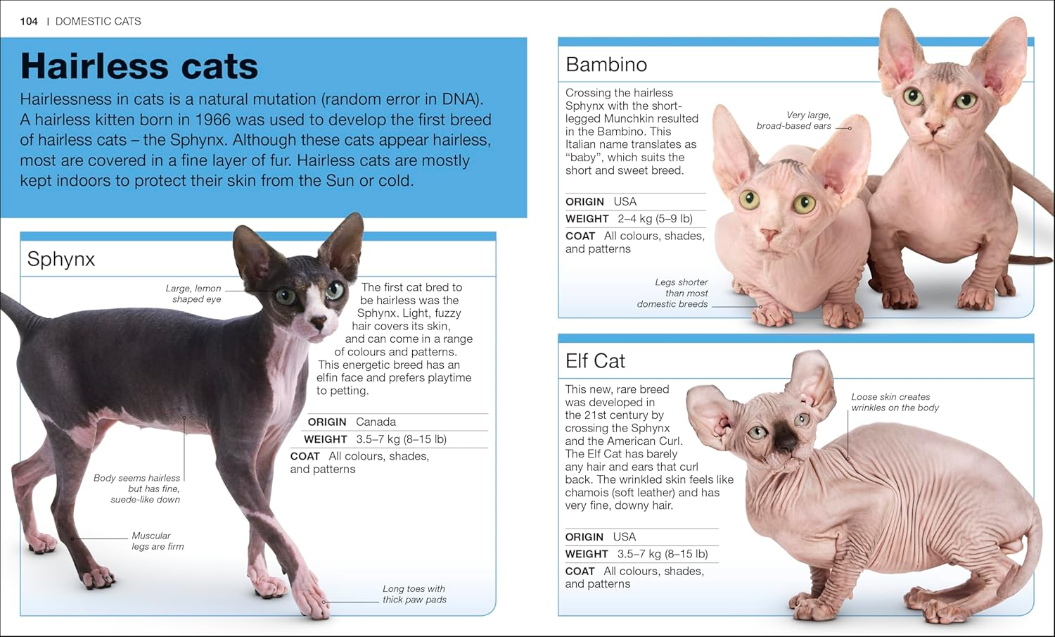 Pocket Genius Cats - Image 4