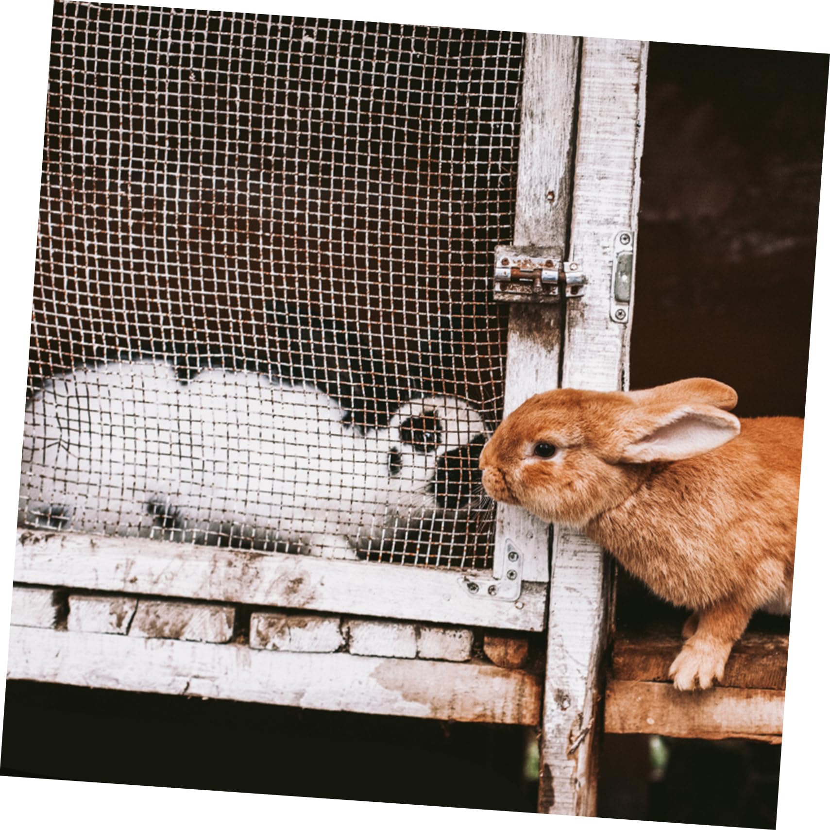 BESPORTBLE Creative Guinea Pig Feeding Rack Rabbit Food Bowl Grass Rack Easy to Use for Small Pets