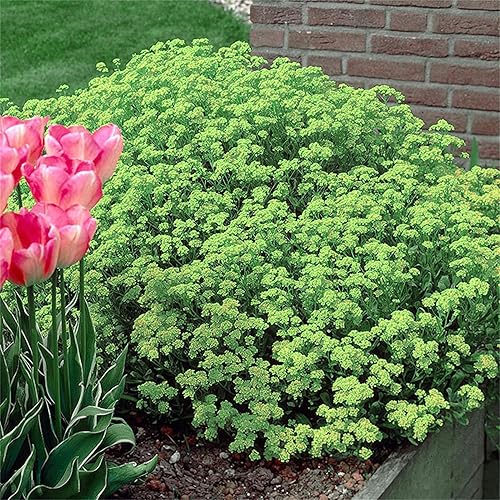 Miniatura 3 de Más de 20000 semillas de tomillo rastrero verde para plantar Thymus Serpyllum - Plantas de cobertura del suelo tradicionales fáciles de plantar y