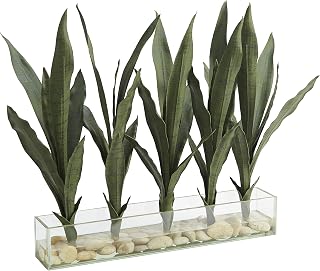 Mother-in-Law's Tongue in Rectangle Glass Dish