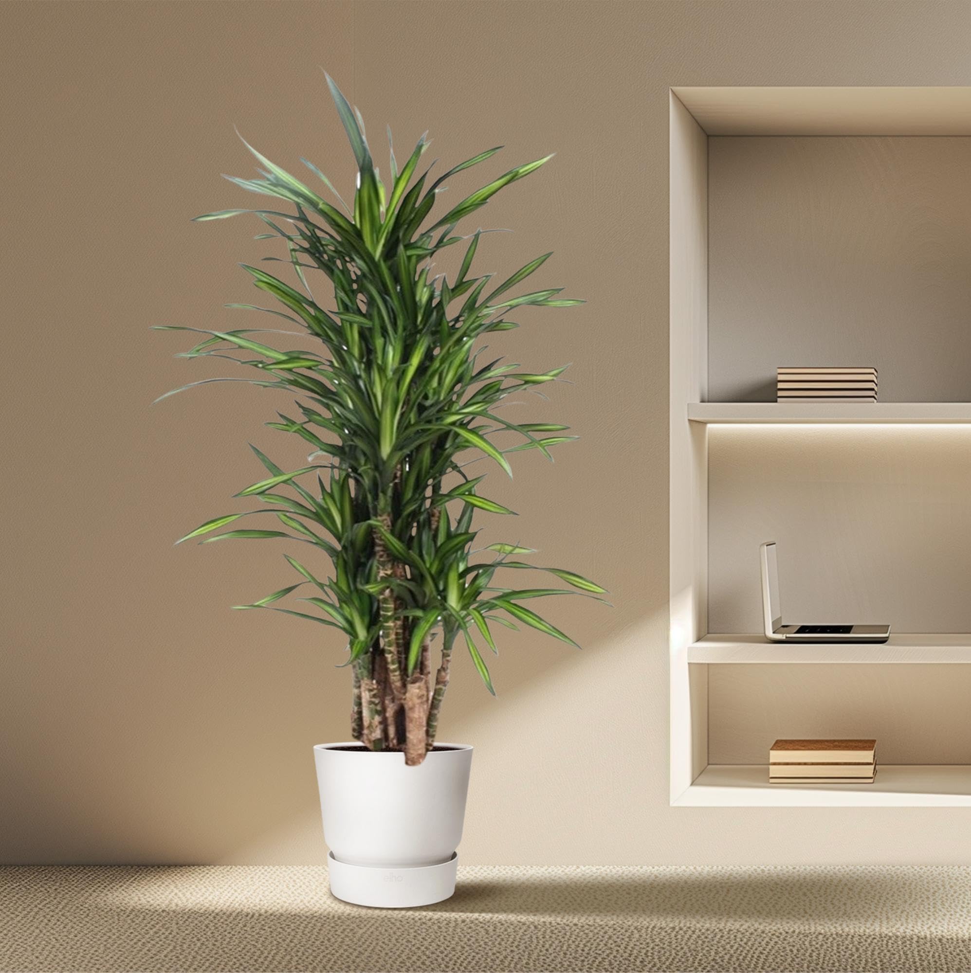 Dracaena Riki zielona roślina do użytku wewnątrz i na zewnątrz, zielona, 140 cm, Ø 30 cm