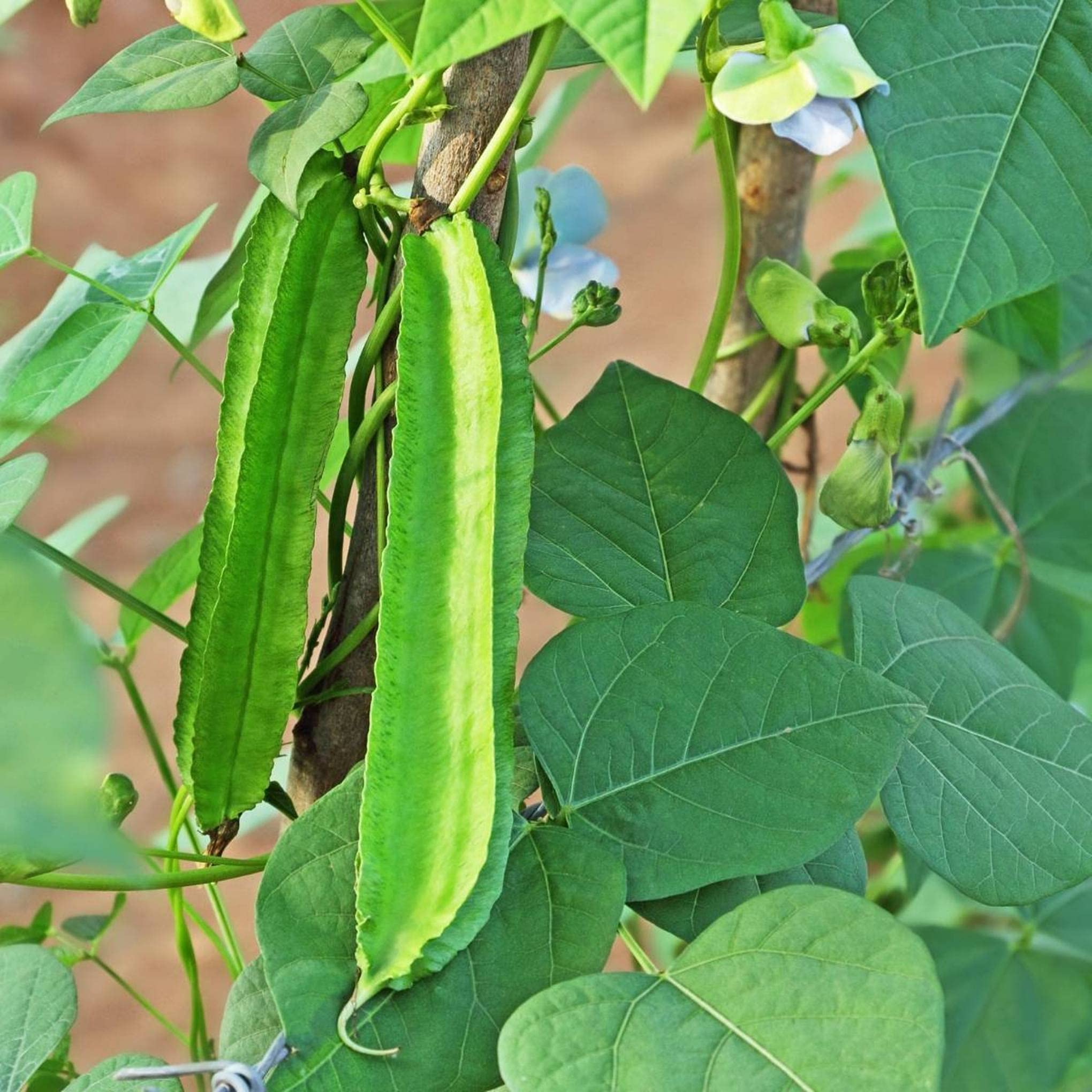See full amazon price history chart for Mall~Kerala Goa Bean Or Psophocarpus Tetragonolobus - Winged Bean Or Asparagus Pea 10 Seeds For Growing Mall~Kerala Goa Bean Or Psophocarpus Tetragonolobus - Winged Bean Or Asparagus Pea 10 Seeds For Growing (B09PNTZRRP) Amazon Price History, Amazon Price Tracker