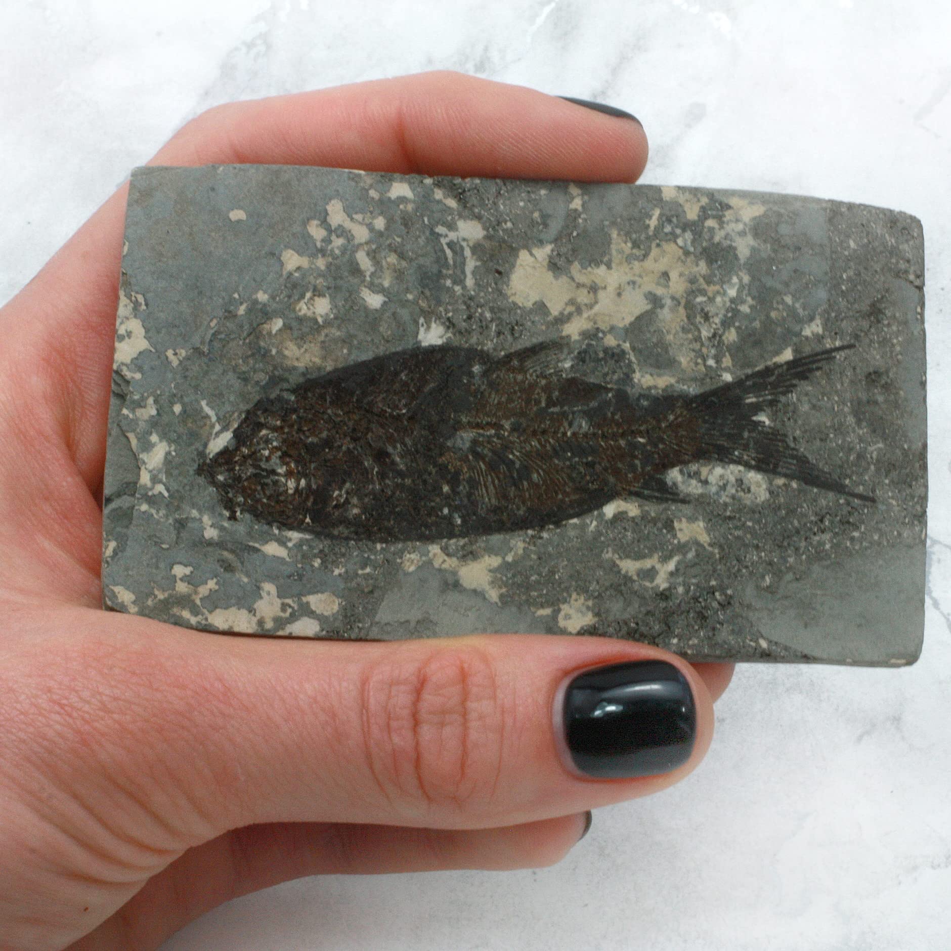 CrystalAge Jianghanichthys Boîte cadeau poisson fossile