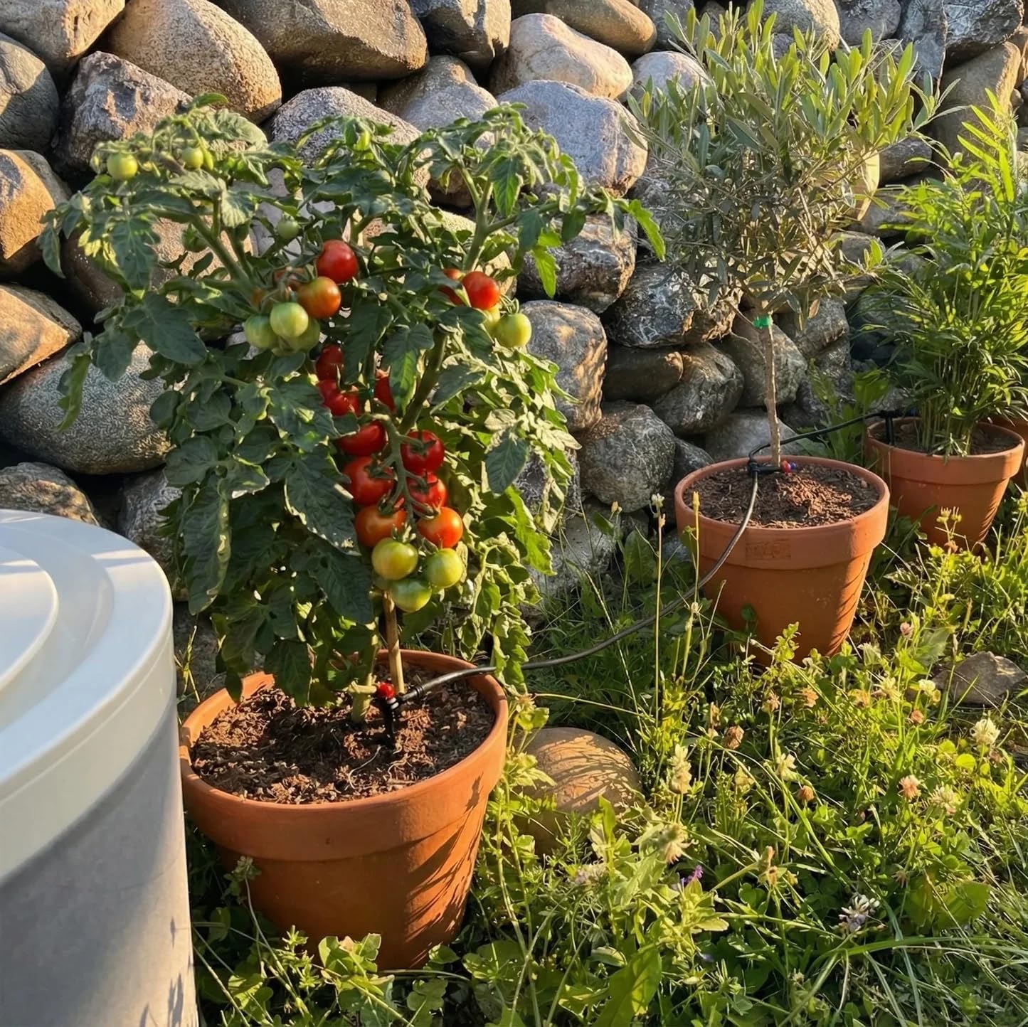 BOUM DRIP Starterpaket mit TANK – Smarte automatische Tröpfchenbewässerung für Balkon, Terrasse & Garten | Solarbetrieben | Wetteradaptive Pflanzenbewässerung | Für bis zu 20 Töpfe & Balkonkästen