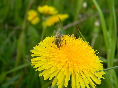 Miniatura 4 de Pan fresco orgánico de abeja, polen naturalmente fermentado, perga, 1 libra, 16.23oz.