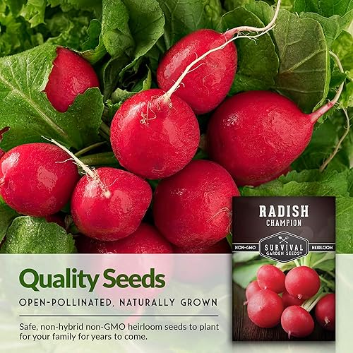 Miniatura 3 de Survival Garden Seeds - Semilla de rábano Champion para plantar - 3 paquetes con instrucciones para plantar y cultivar rábanos rojos en el huerto de