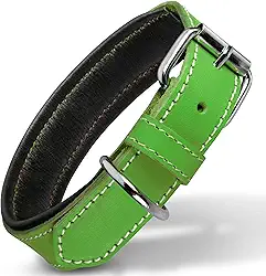 Filbert Coleira de couro para cães, coleira de couro genuíno para cães grandes, premium, acolchoada de luxo, forte, ajustável para todas as raças, fivela de metal pesado, ultradurável, verde