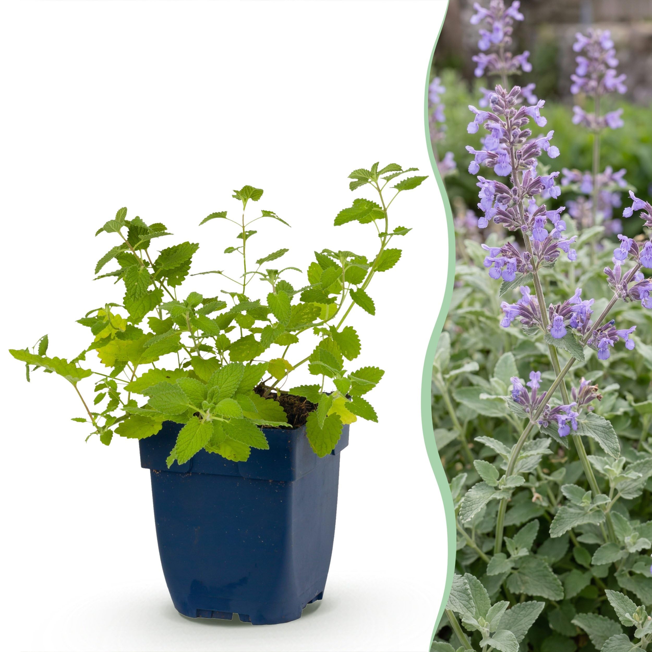 Nepeta faassenii - Erba gatta - Attira api e farfalle - Viola - 6 piante - 15-25cm - Ø11cm - Pianta da giardino