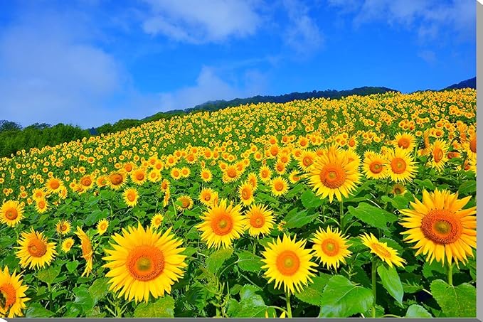 Amazon Co Jp 福島 三ノ倉ひまわり畑 風景写真パネル100 65 2ｃｍ 2 M40 ホーム キッチン