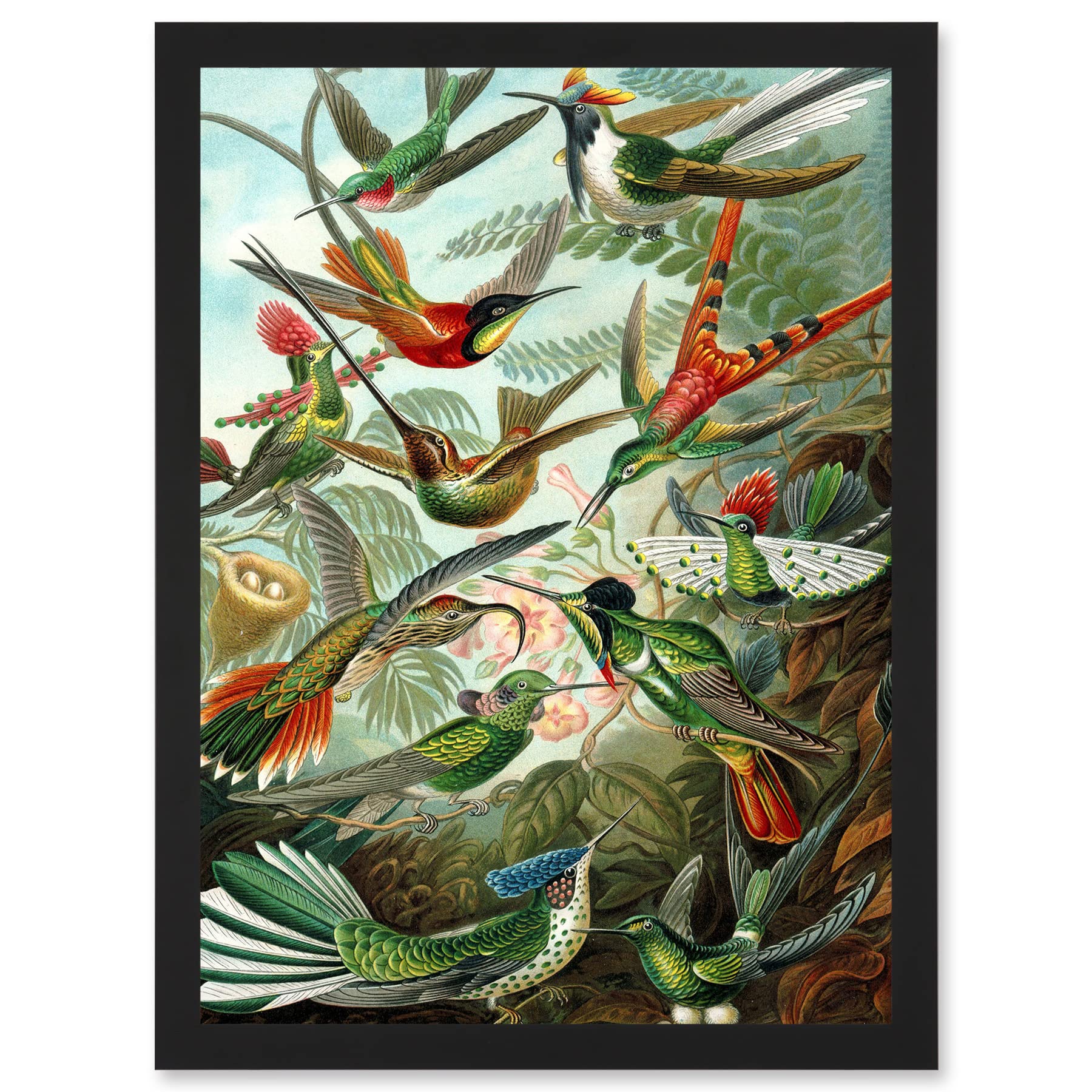 Artery8 Ernst Haeckel Nature Art Biology Birds Hummingbird Vintage Wall Art PrintA4 Size from B&Q