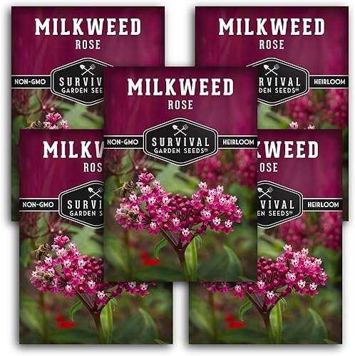 Rose Swamp Semillas de algodoncillo para plantar – 5 paquetes con instrucciones para cultivar flores silvestres Asclepias Incarnata – Atrae