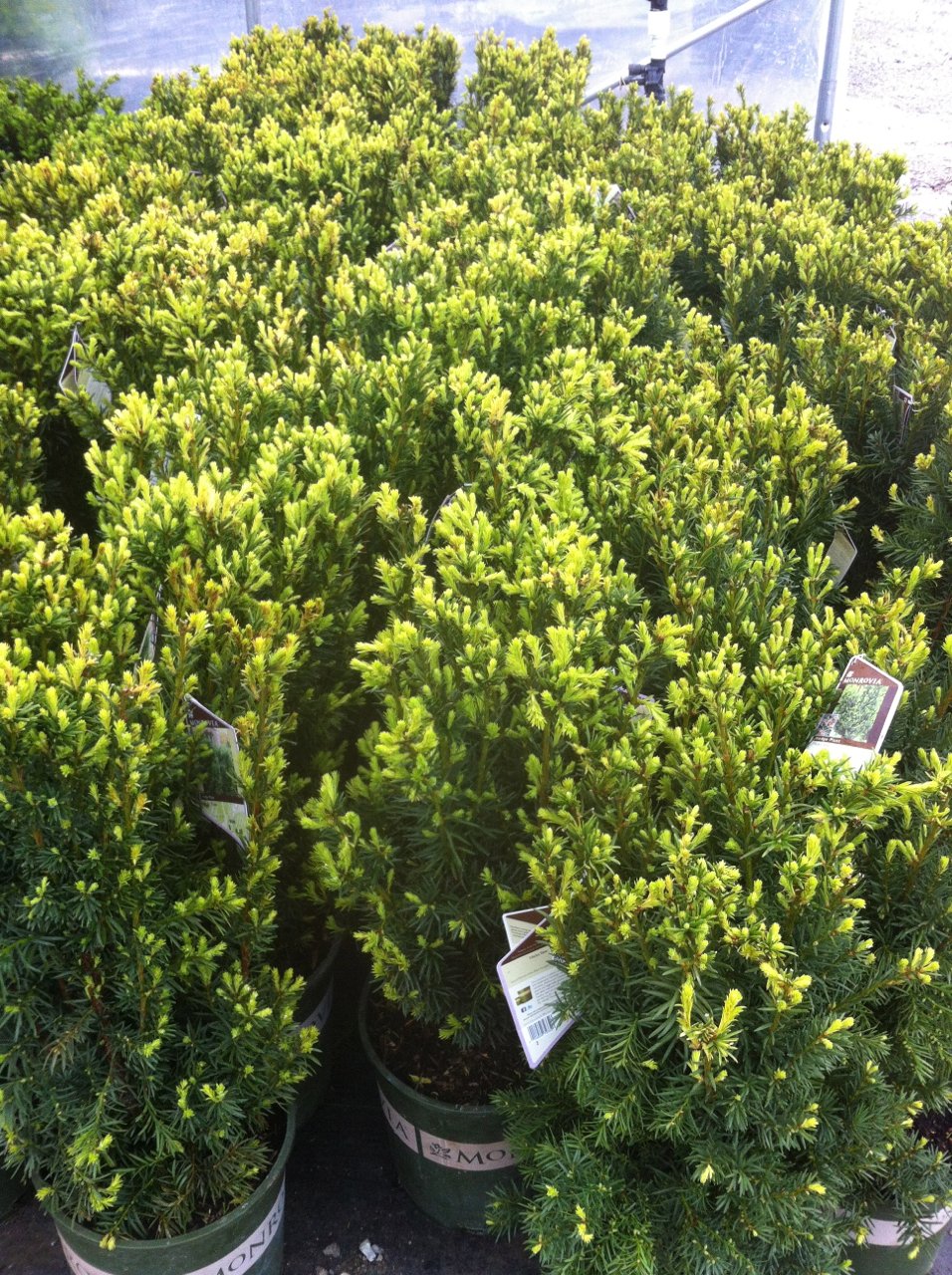 thuja spirale Thuja (Spiral)