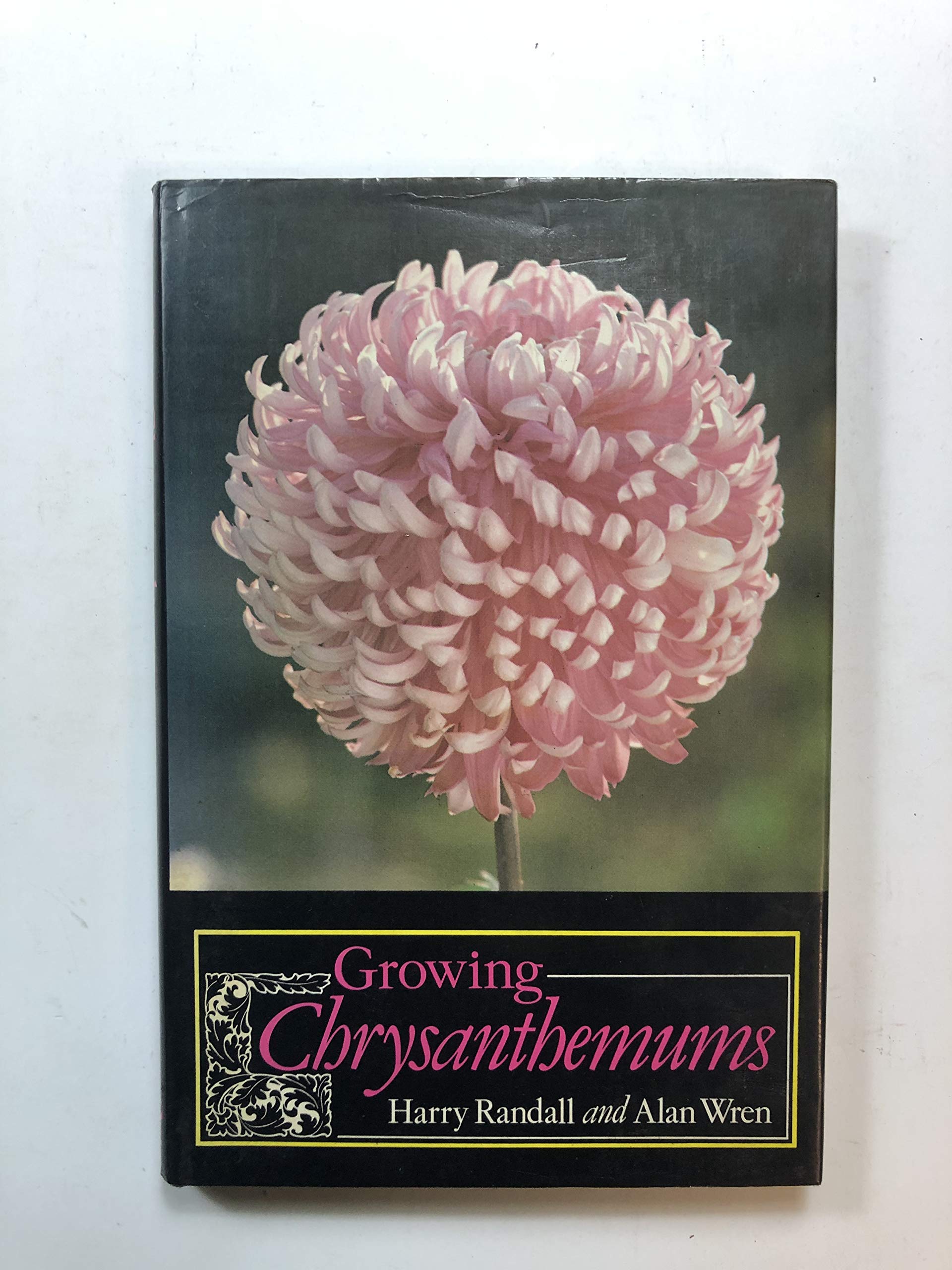 Growing Chrysanthemums