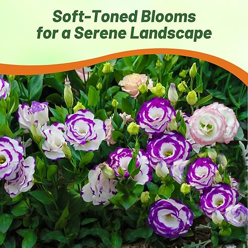 Miniatura 7 de Outsidepride Lisianthus - Semillas de flores de mezcla de zafiro, 100 unidades, anuales, versátiles y de bajo mantenimiento, semillas de flores para