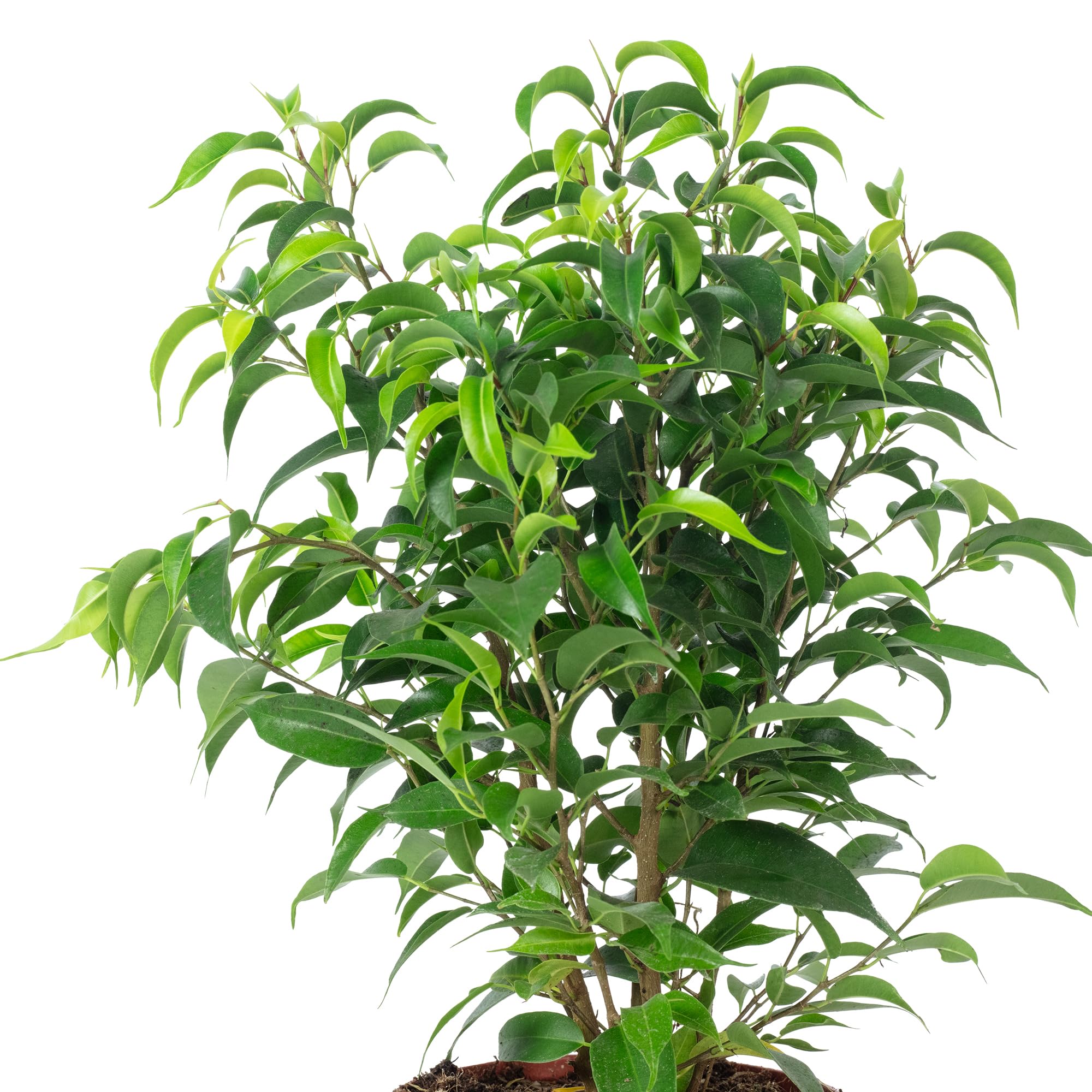 Figa brzozowa "Natasja" rozgałęziona - łatwa w pielęgnacji roślina pokojowa, Ficus benjamini - wysokość ok. 30 cm, średnica doniczki 12 cm