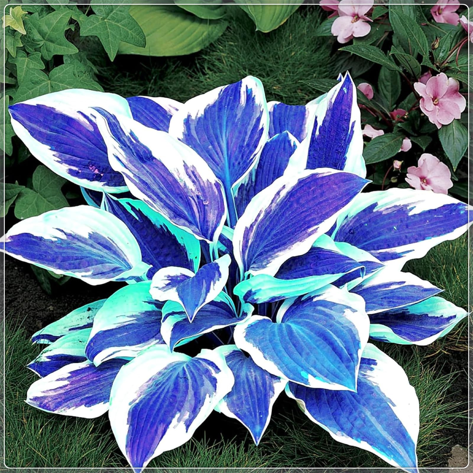 Excellent Display, Greening Flower,Hostas for Planting, Hosta Rhizome，Easy to Plant, Flowering Rhizome,Wedding Flowers, Bloom Year After Year-4 Bulbs-A