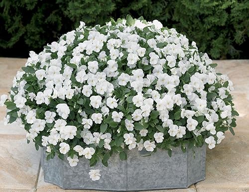 Viola Cornuta Semillas  Perfección Blanca  Ideal en cesta colgante y cama de jardín (500 semillas)