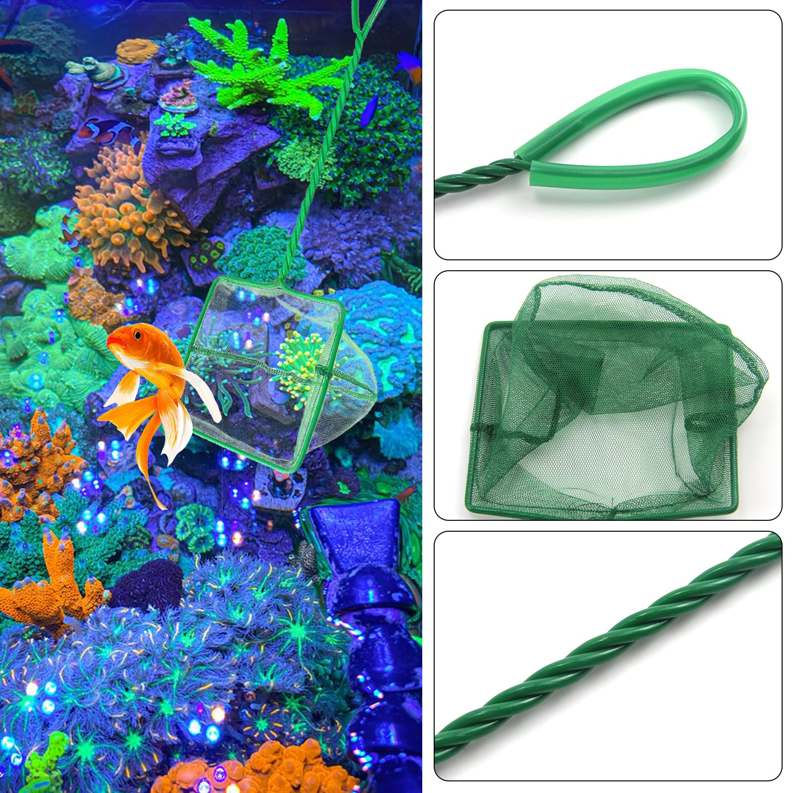 Macinare Bocca Vedi Gli Insetti Pesciolini Per Acquario Acqua Dolce Spontaneo Ca