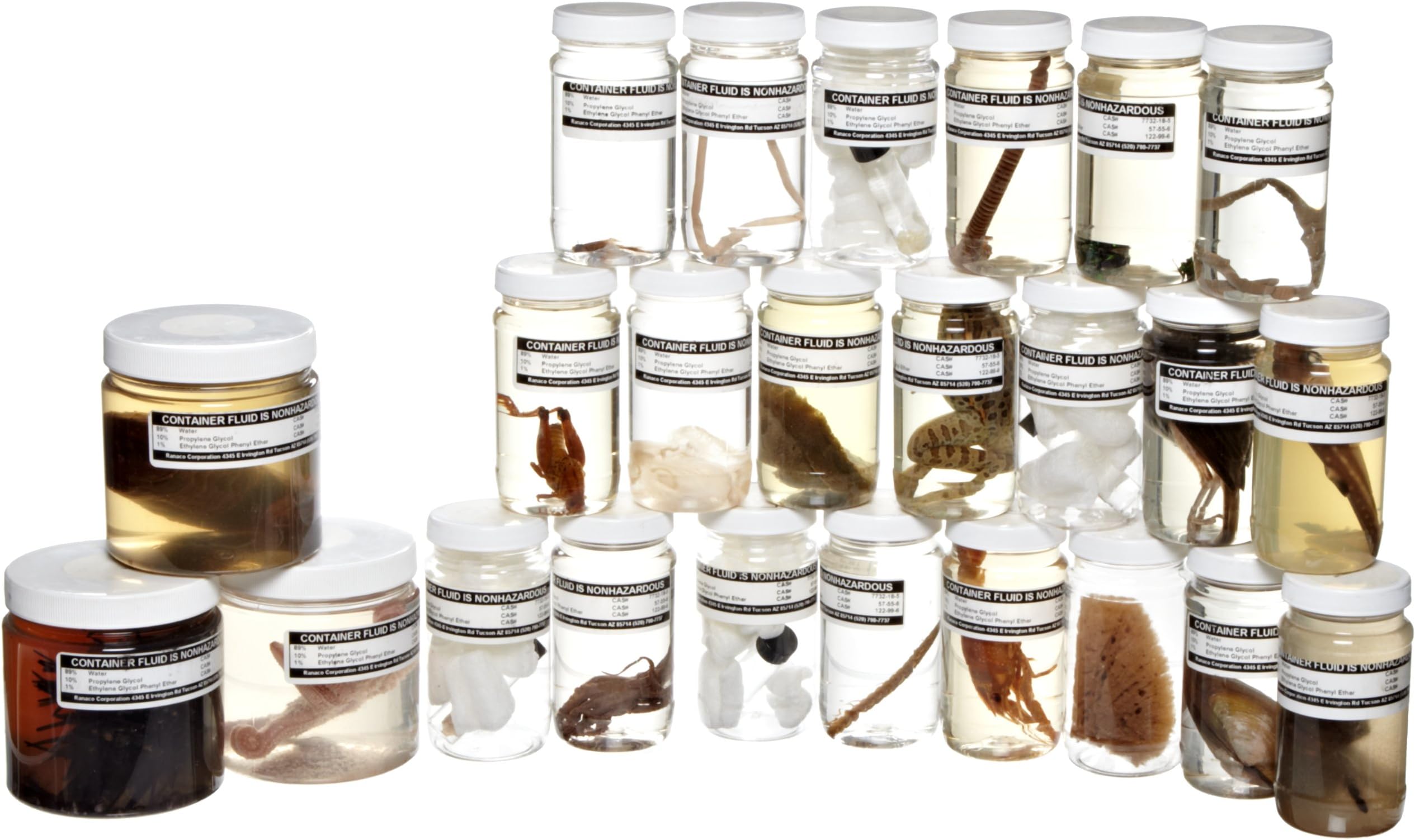 Ranaco Animal Survey Collection, Set of 24