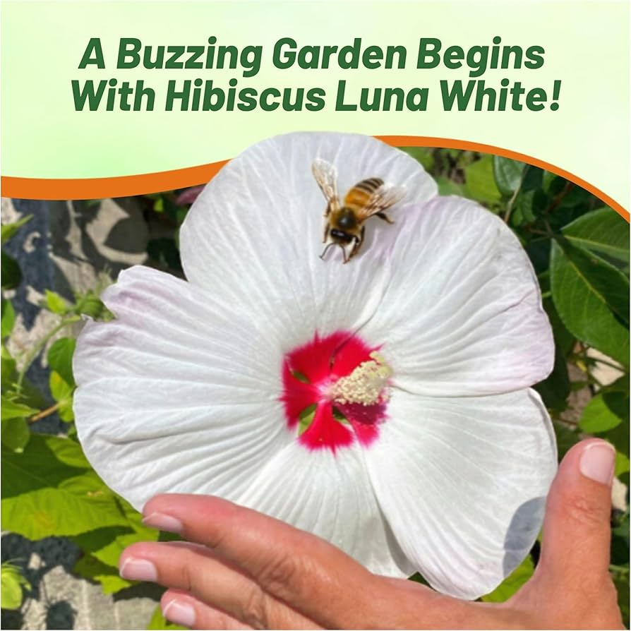 専用 hiand Flower Jacquard（white） Big Hit™ White Hardy Hibiscus | Sooner Plant Farm