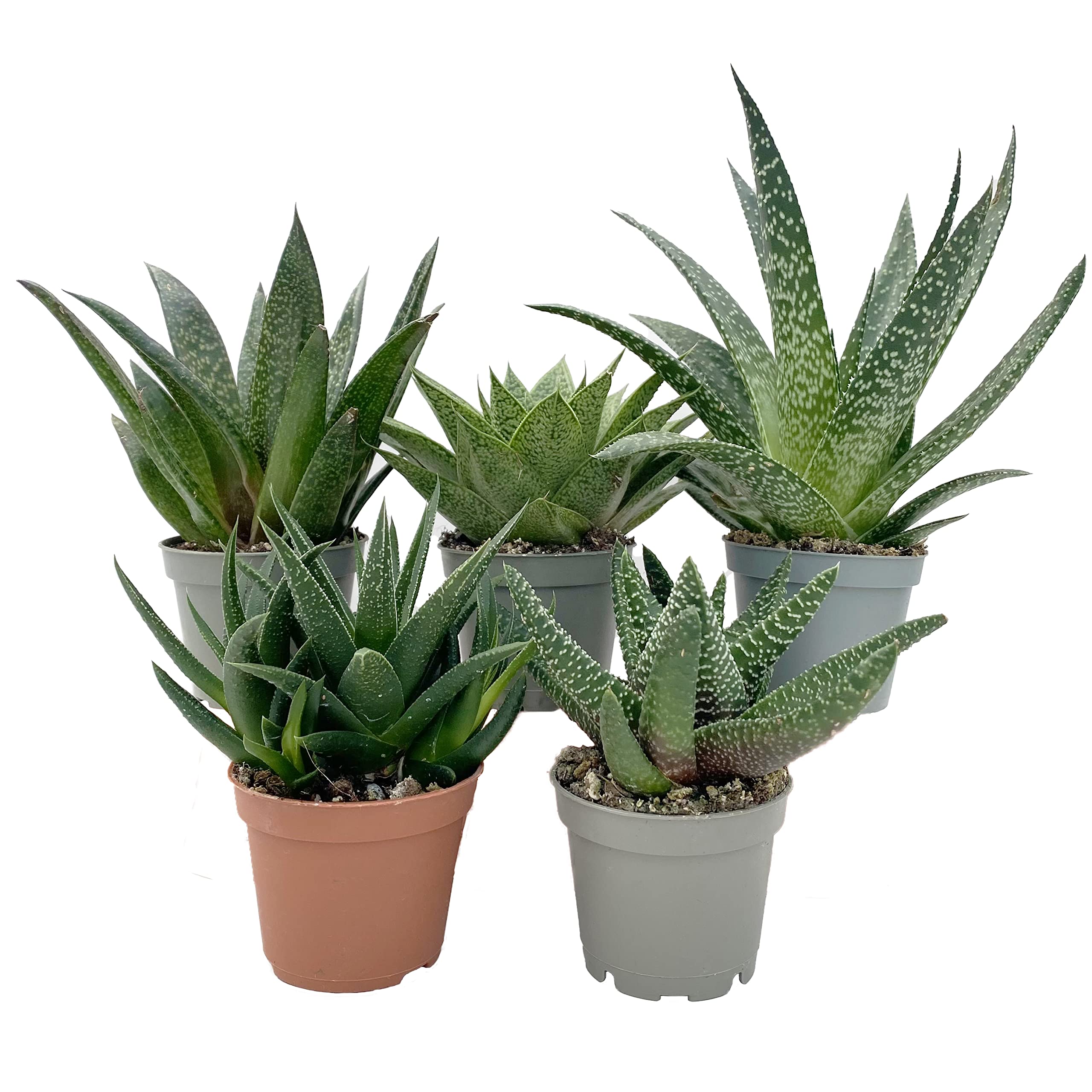 Aloe Vera Mix (5 Large Plants 6cm Pot) Easy Care Indoors Plants for House or Office