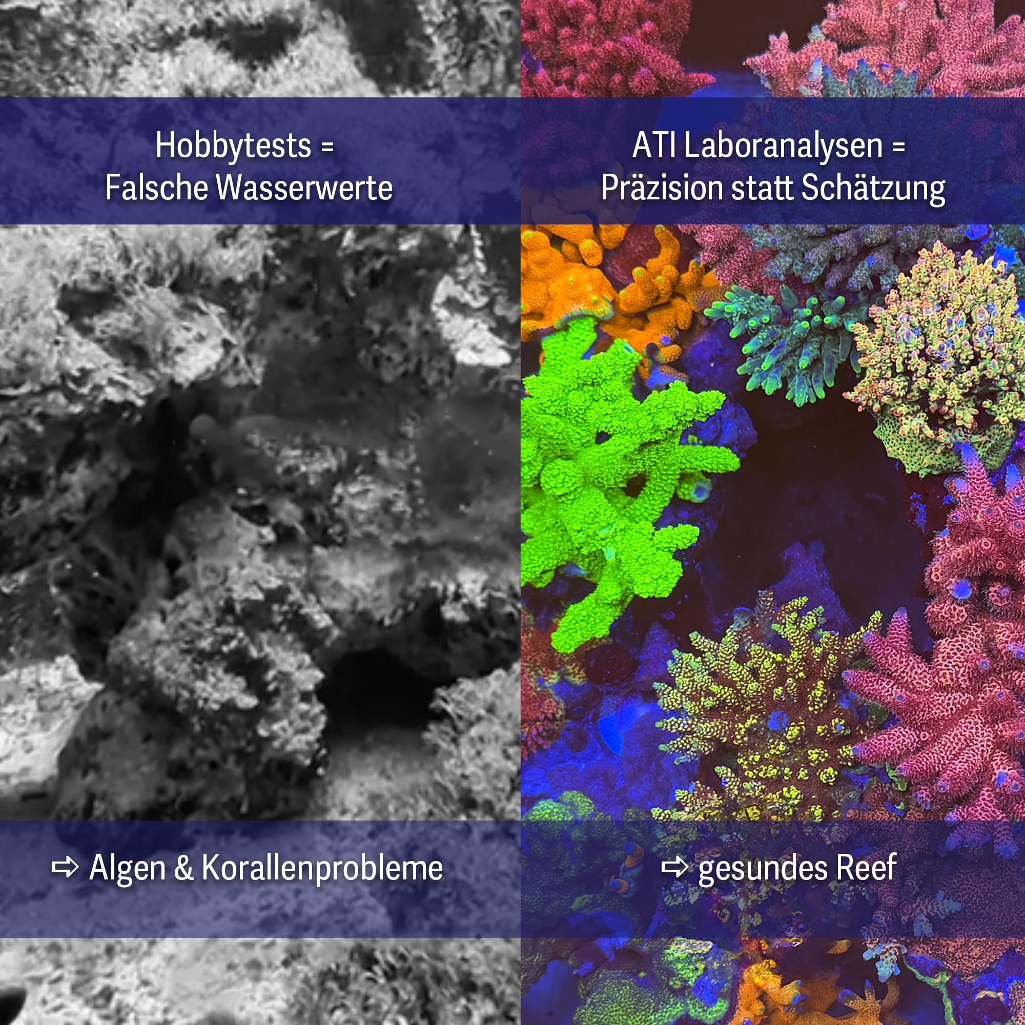 ATI ICP Test Meerwasser Pro Laboranalyse mit Osmosewasser Analyse für Meerwasser Aquarium 1er Set inkl. Rückversand DE